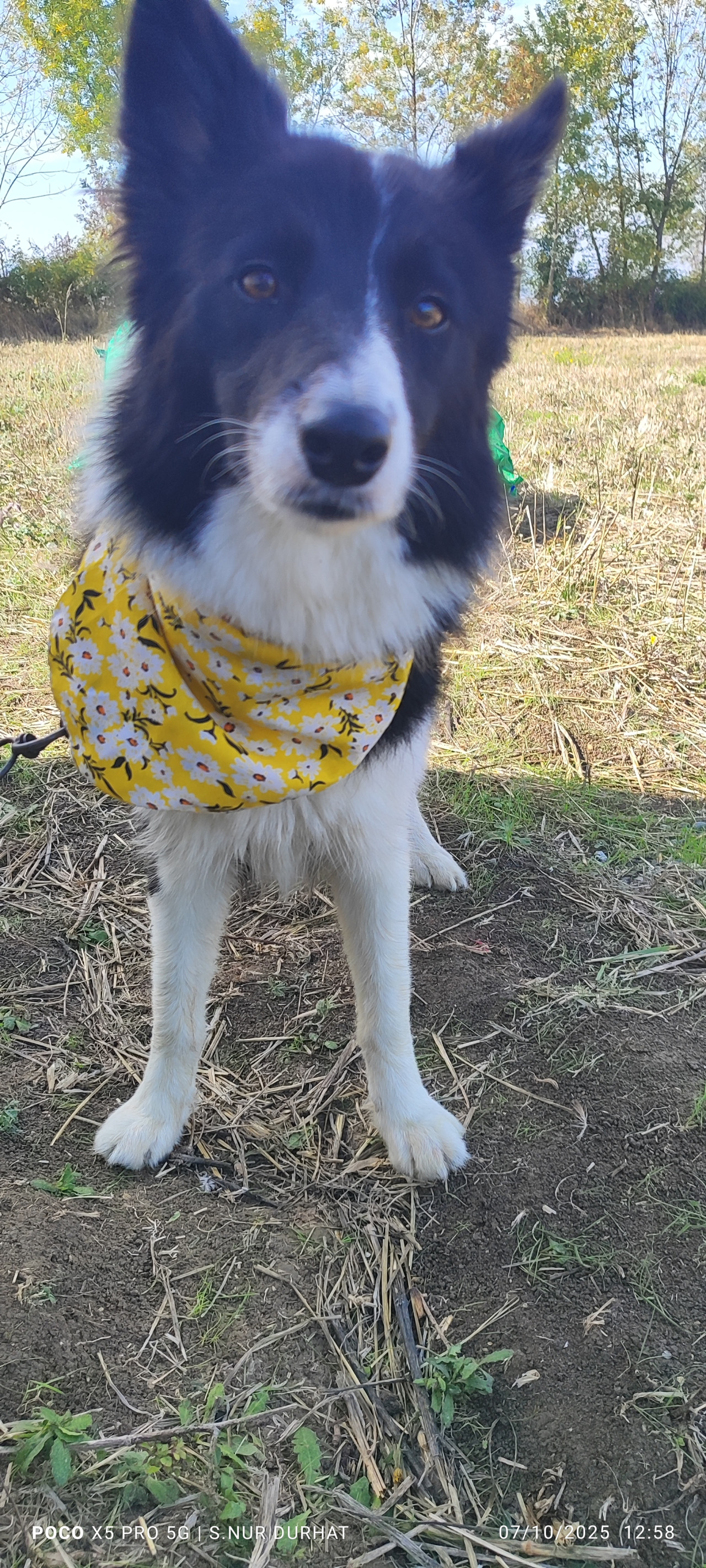 Kızıma daimi eş arkadaş arıyorum 2