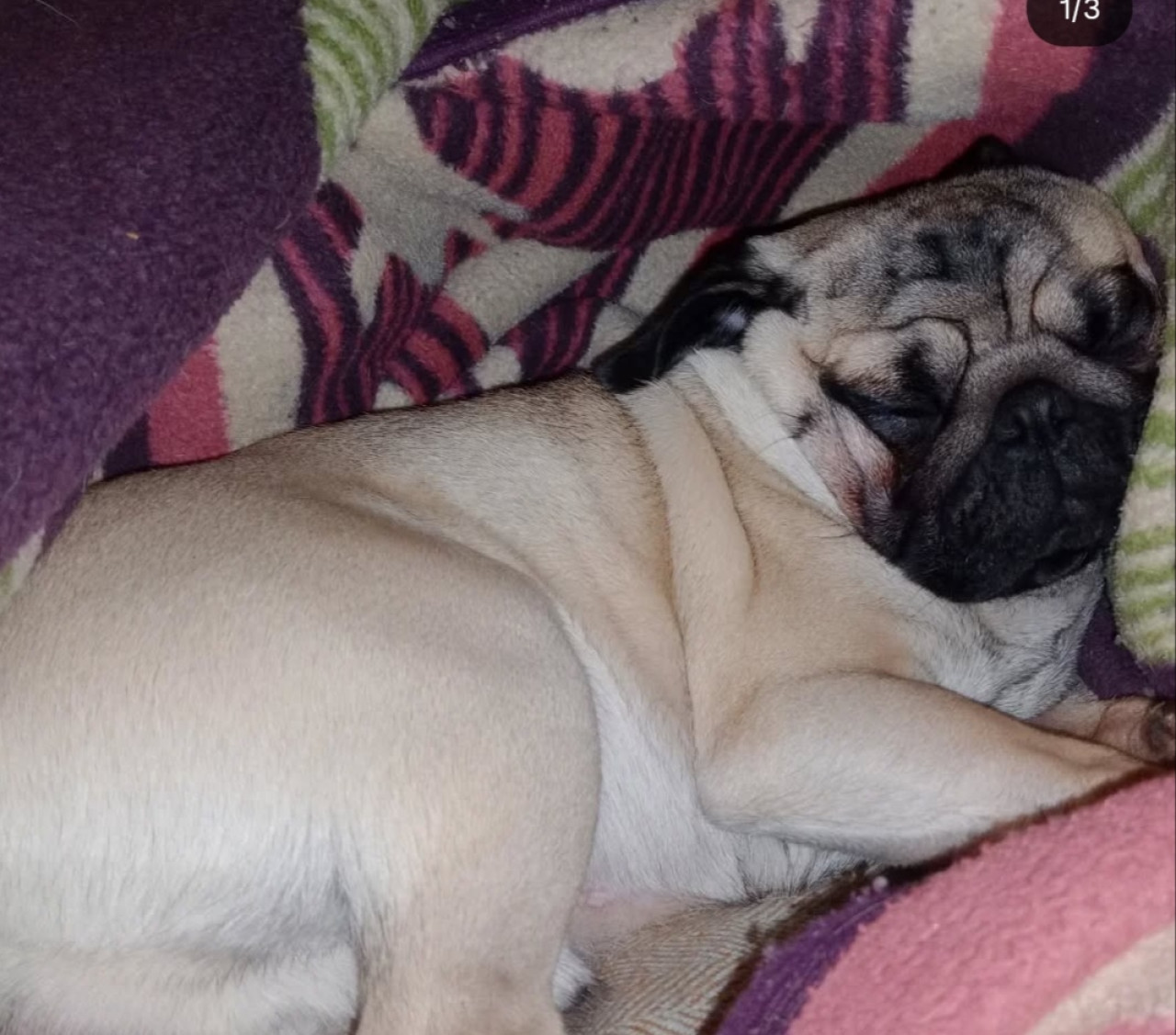 Rio için eş ariyoruz 3