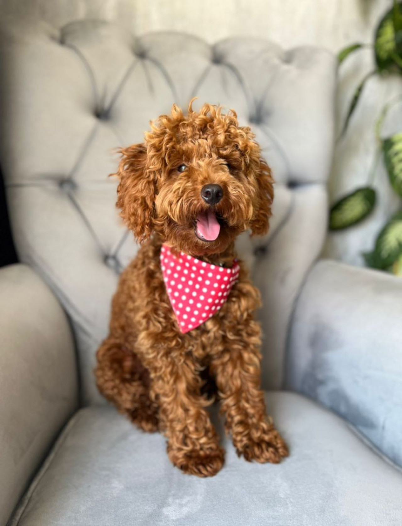 1.5 Yaşında Erkek Toy Poodle Eş aranıyor