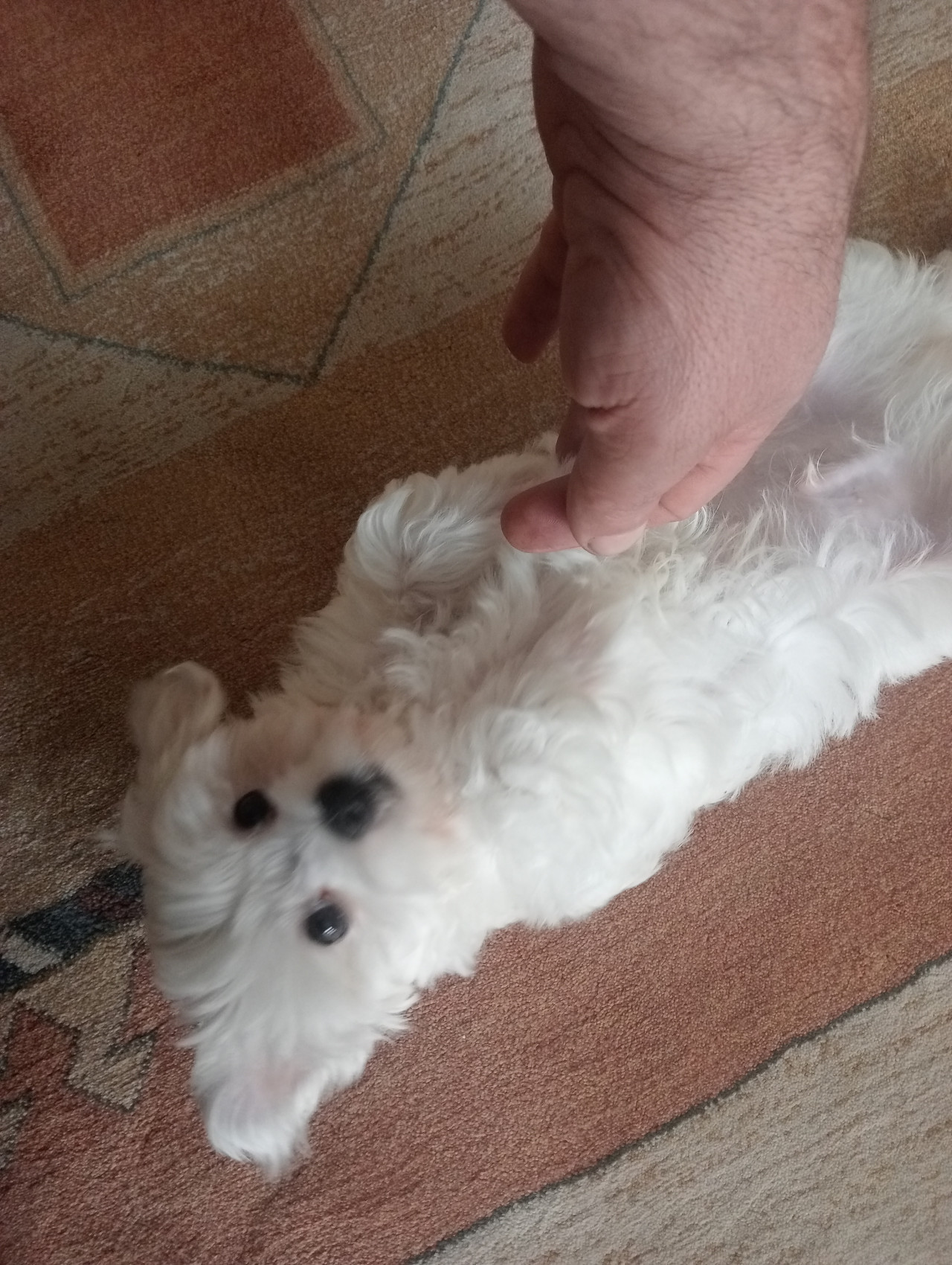 Kore maltese terrier 1