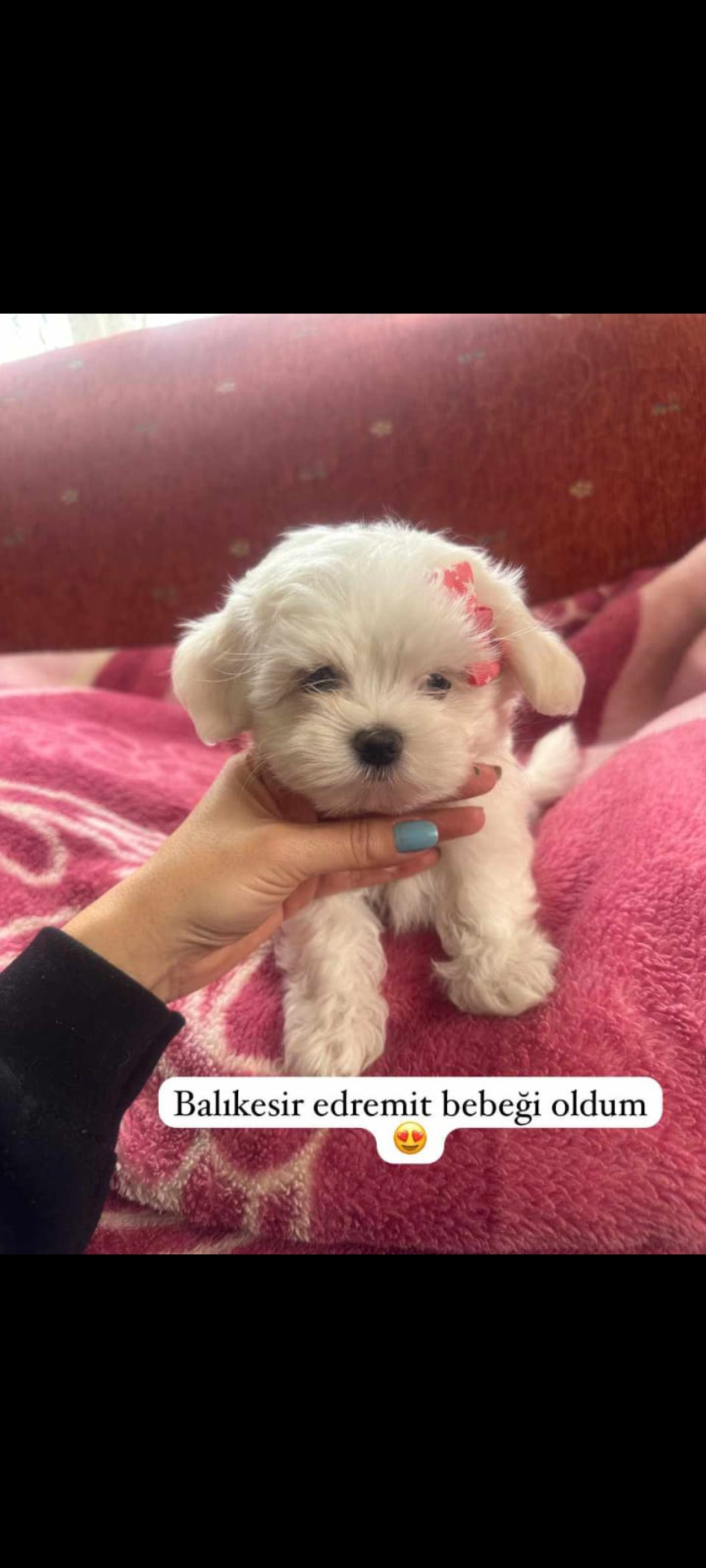 Kore maltese terrier 3