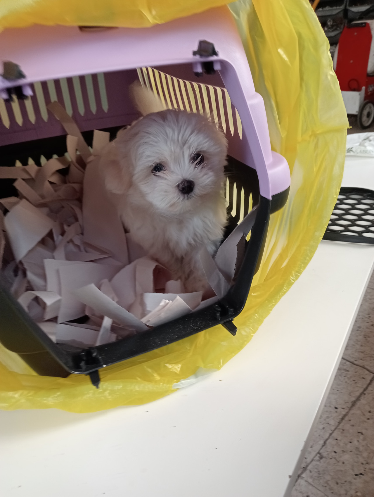 Kore maltese terrier 2