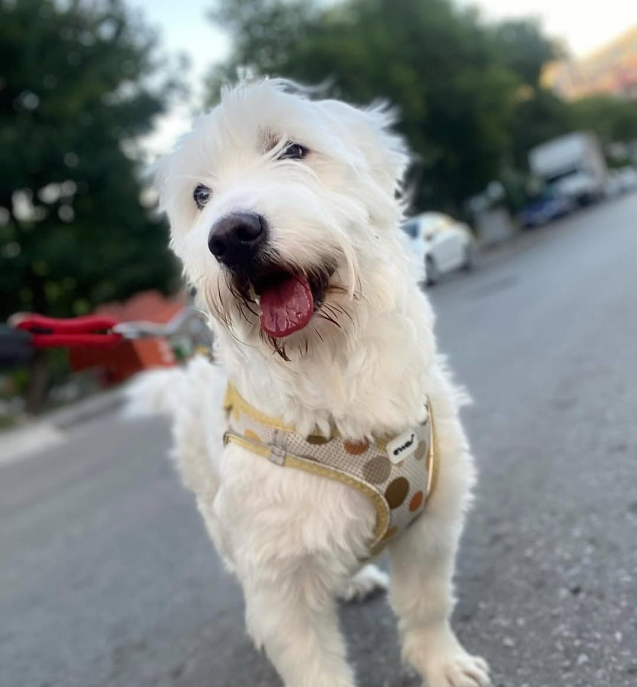 2 yaşında terrier molteps