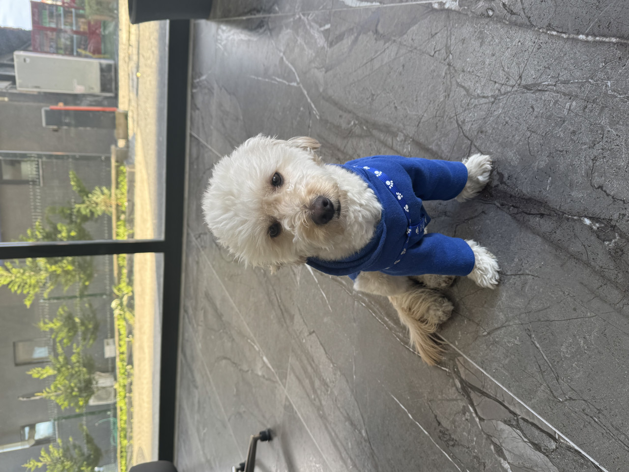 1.5 yaşında Erkek Maltipo  yakışıklıma eş aranıyor.