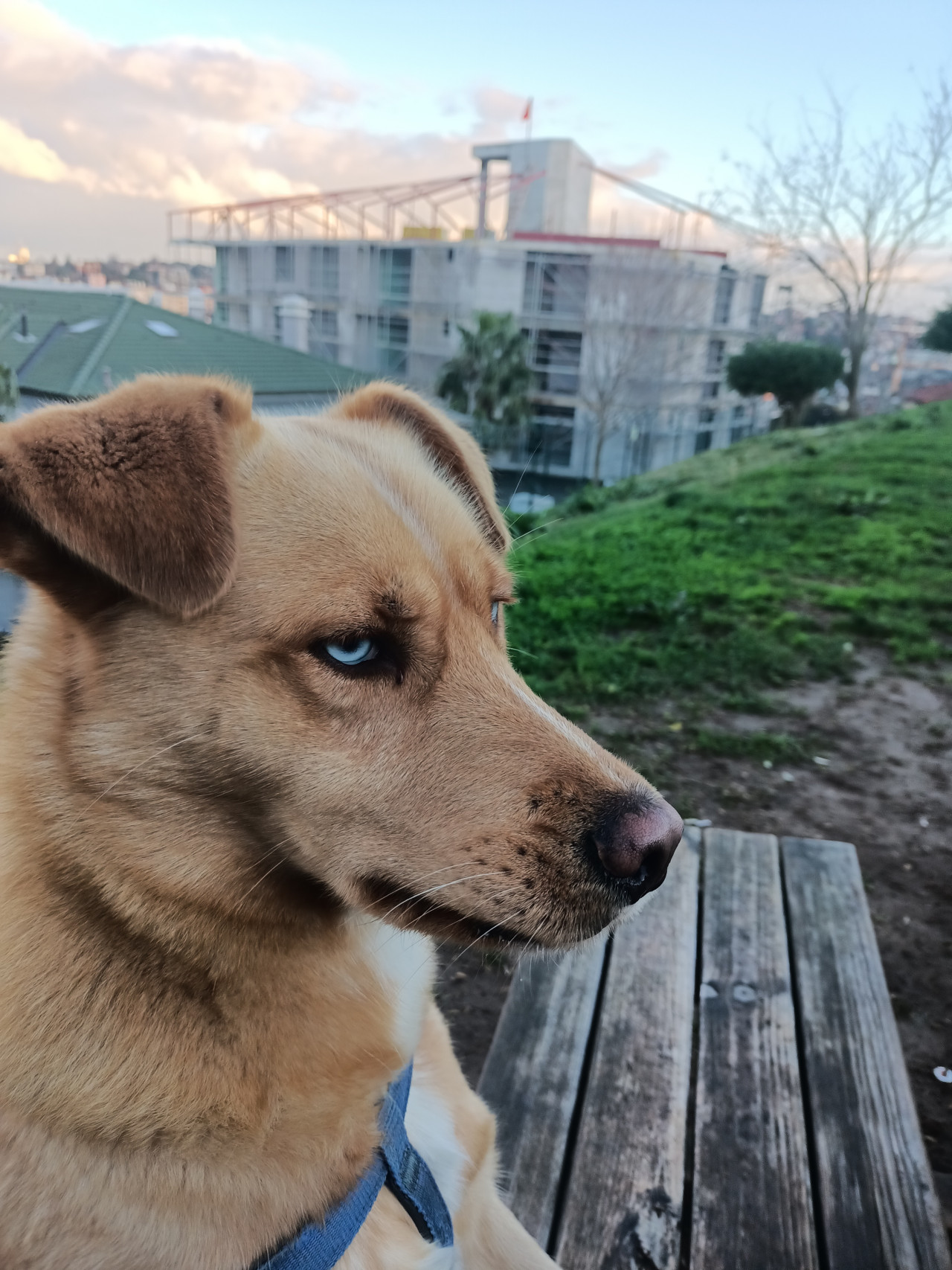 3 Yaşında oğlumuza eş arıyoruz İstanbul içi