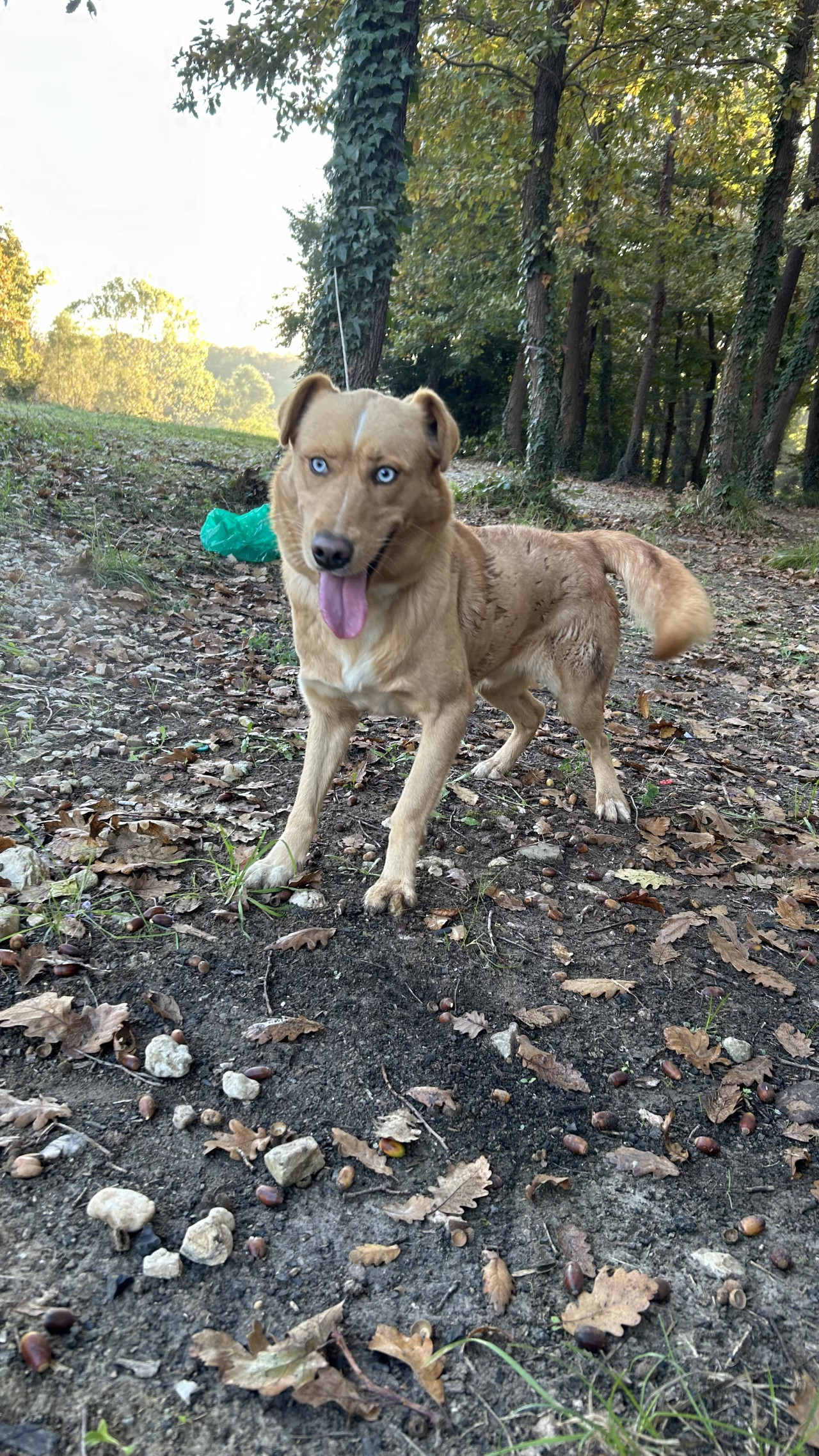 3 Yaşında oğlumuza eş arıyoruz İstanbul içi 2