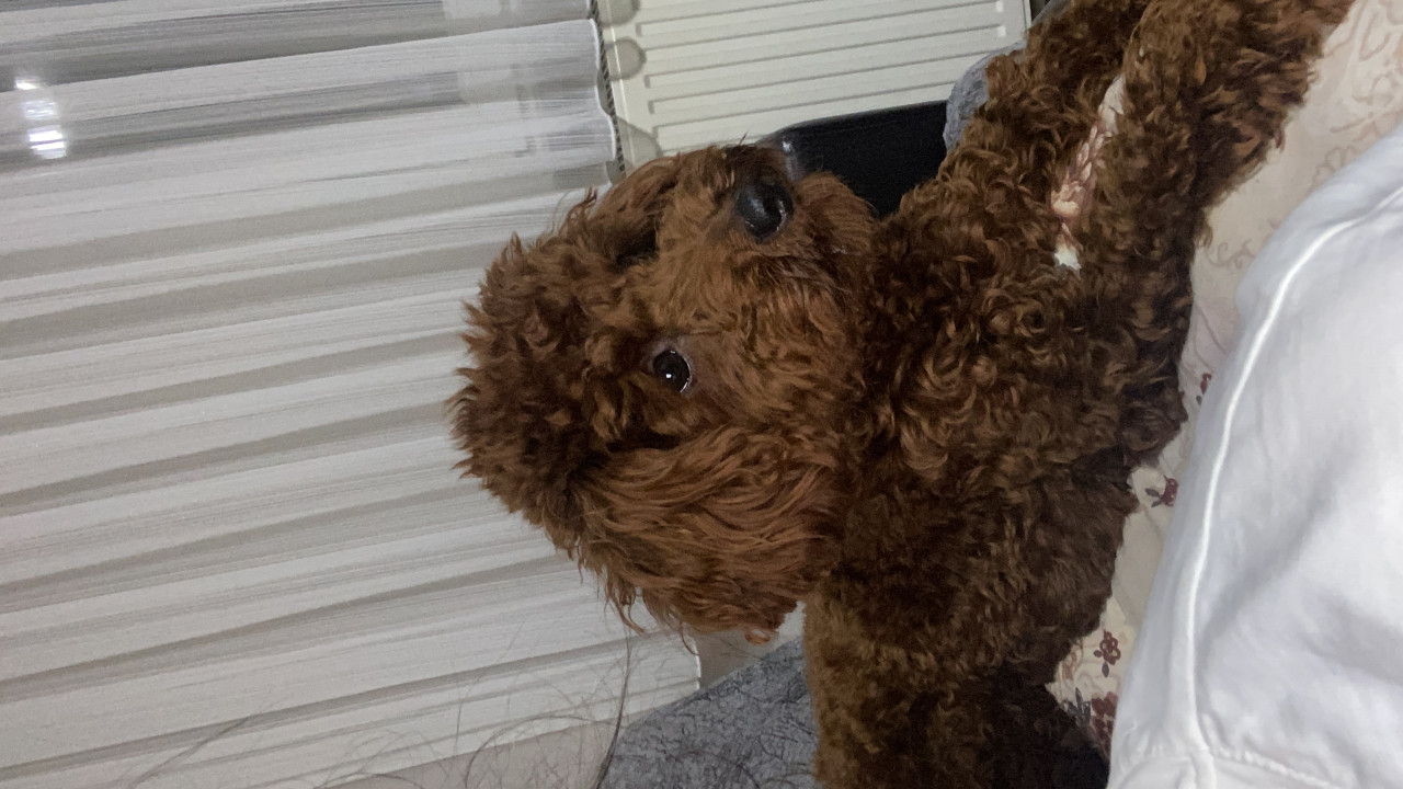 1 yaşındaki oğluma eş arıyoruz