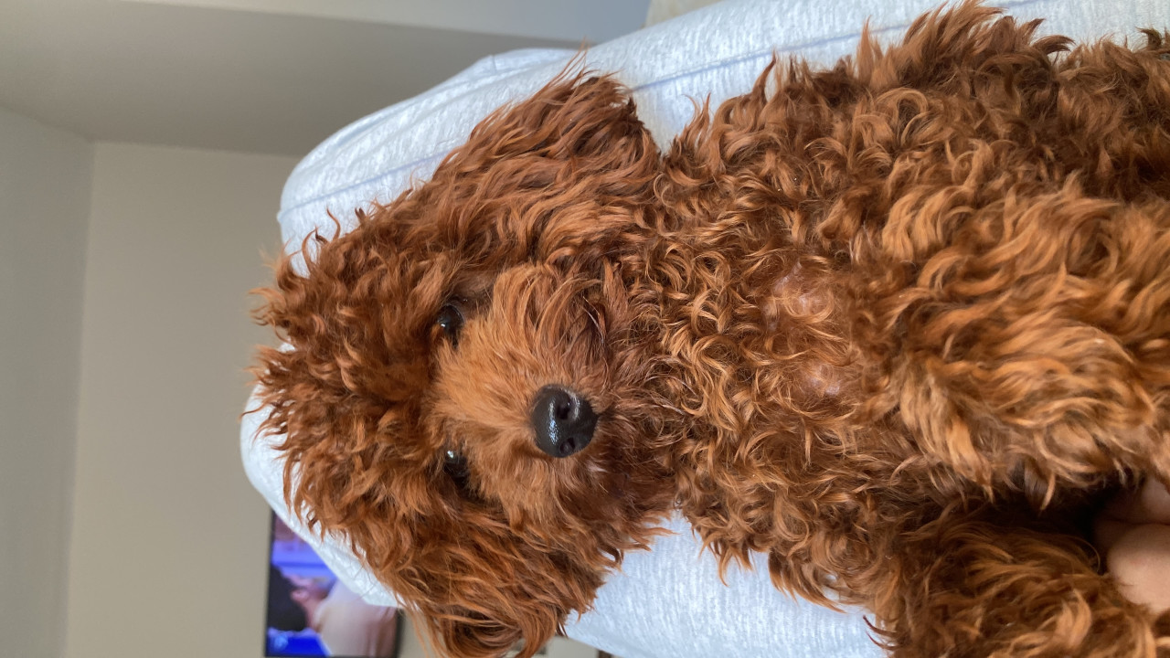 1 yaşındaki oğluma eş arıyoruz 2