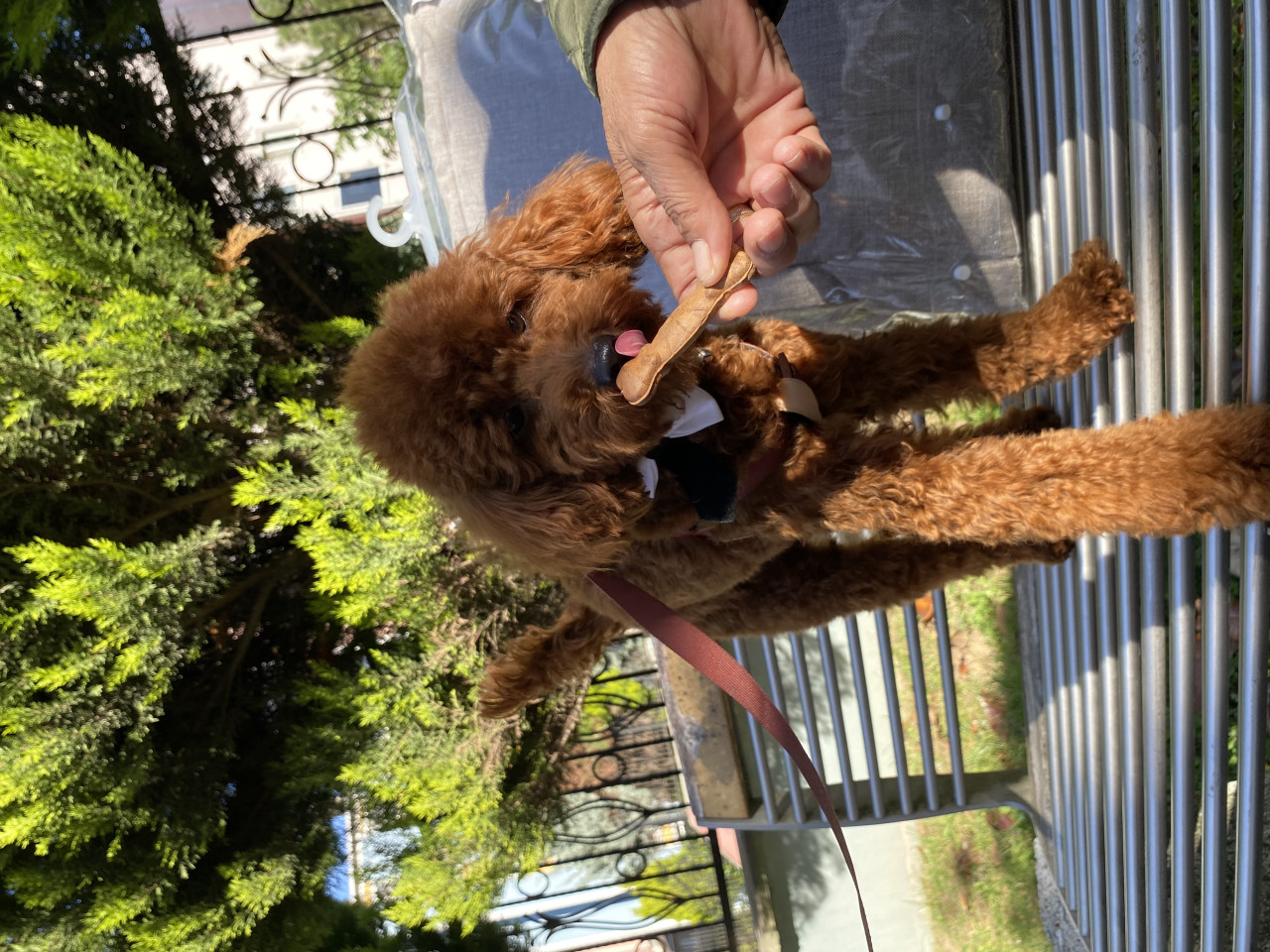 1 yaşındaki oğluma eş arıyoruz 6