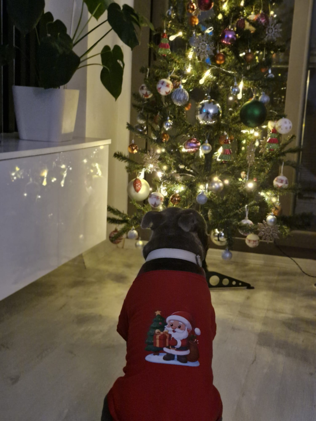 Oğluma eş arıyoruz 3