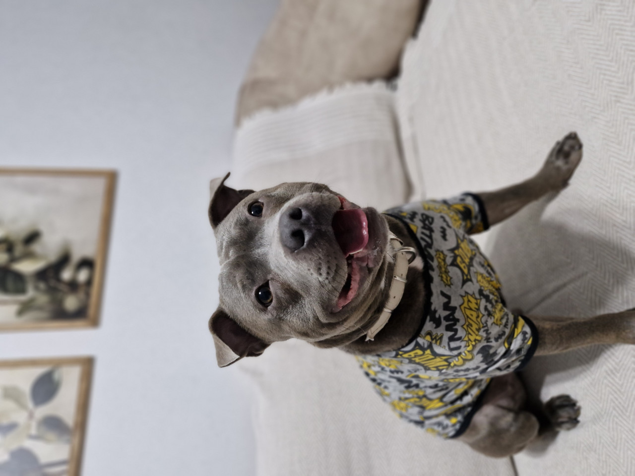 Oğluma eş arıyoruz 2