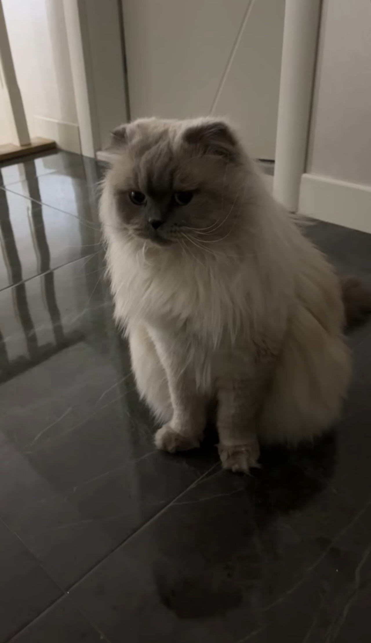 Schottish fold longhair