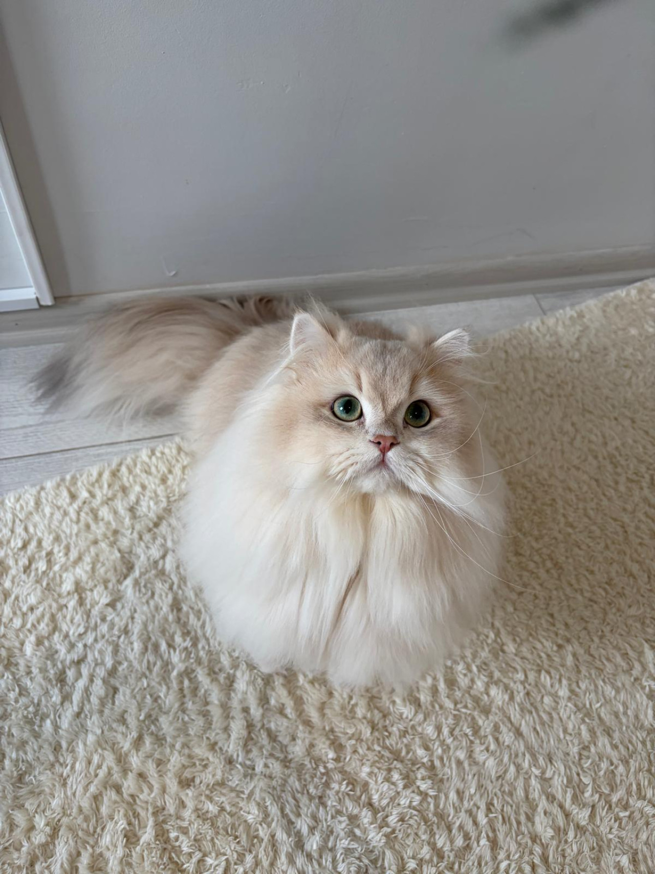 Şecereli Blue Golden Shaded (Ay12) Oğluma Eş Arıyoruz 3