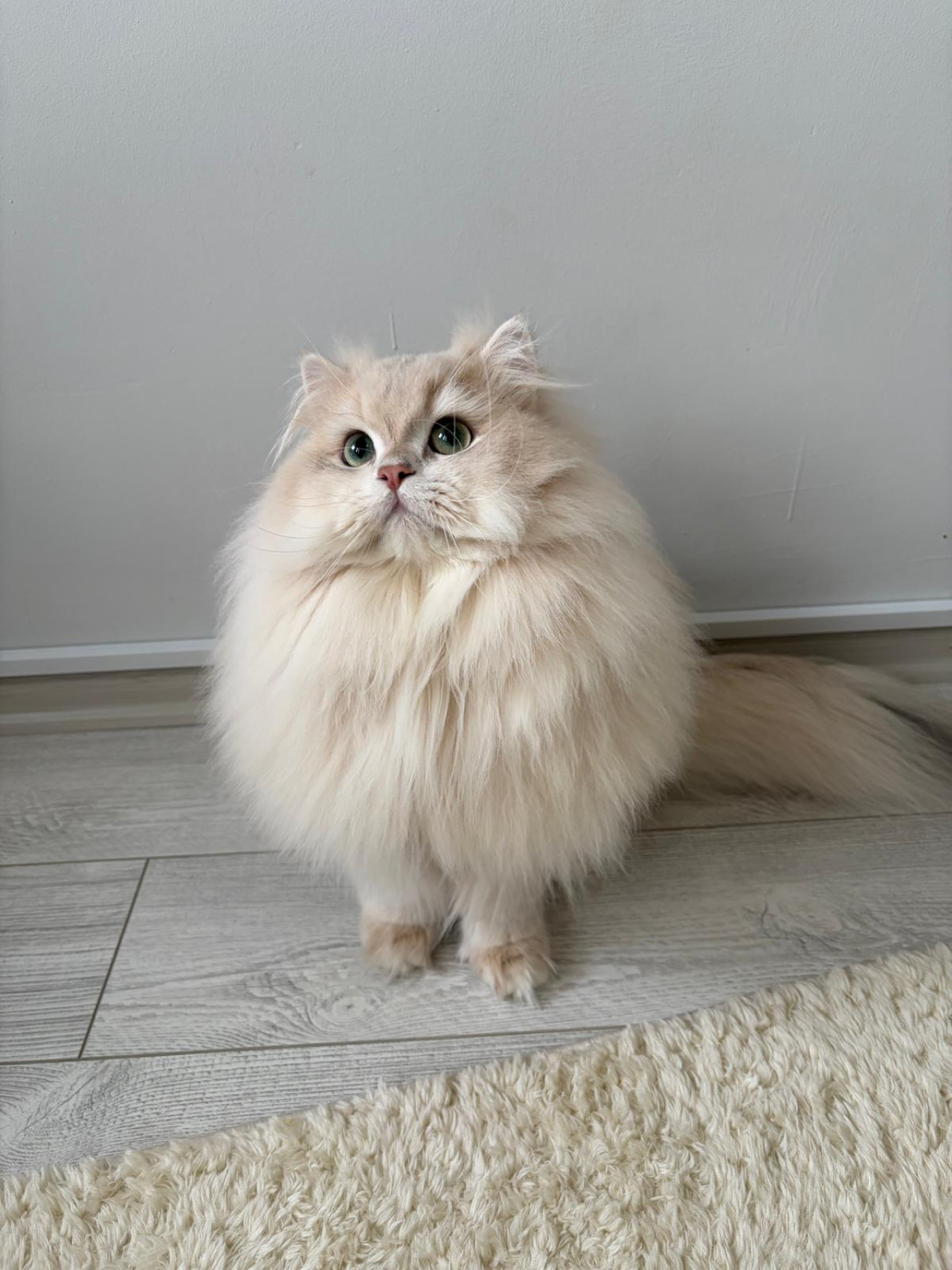 Şecereli Blue Golden Shaded (Ay12) Oğluma Eş Arıyoruz 2