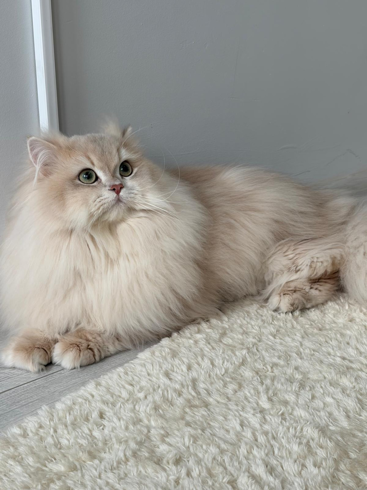 Şecereli Blue Golden Shaded (Ay12) Oğluma Eş Arıyoruz