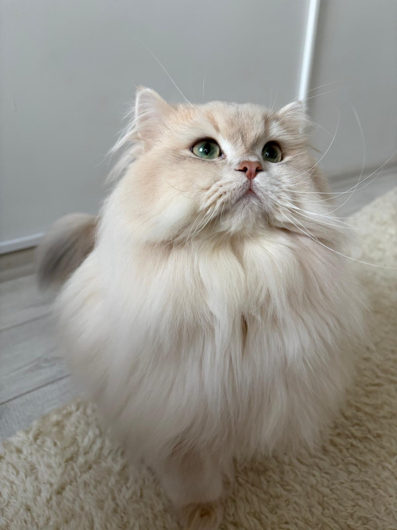 Şecereli Blue Golden Shaded (Ay12) Oğluma Eş Arıyoruz 5