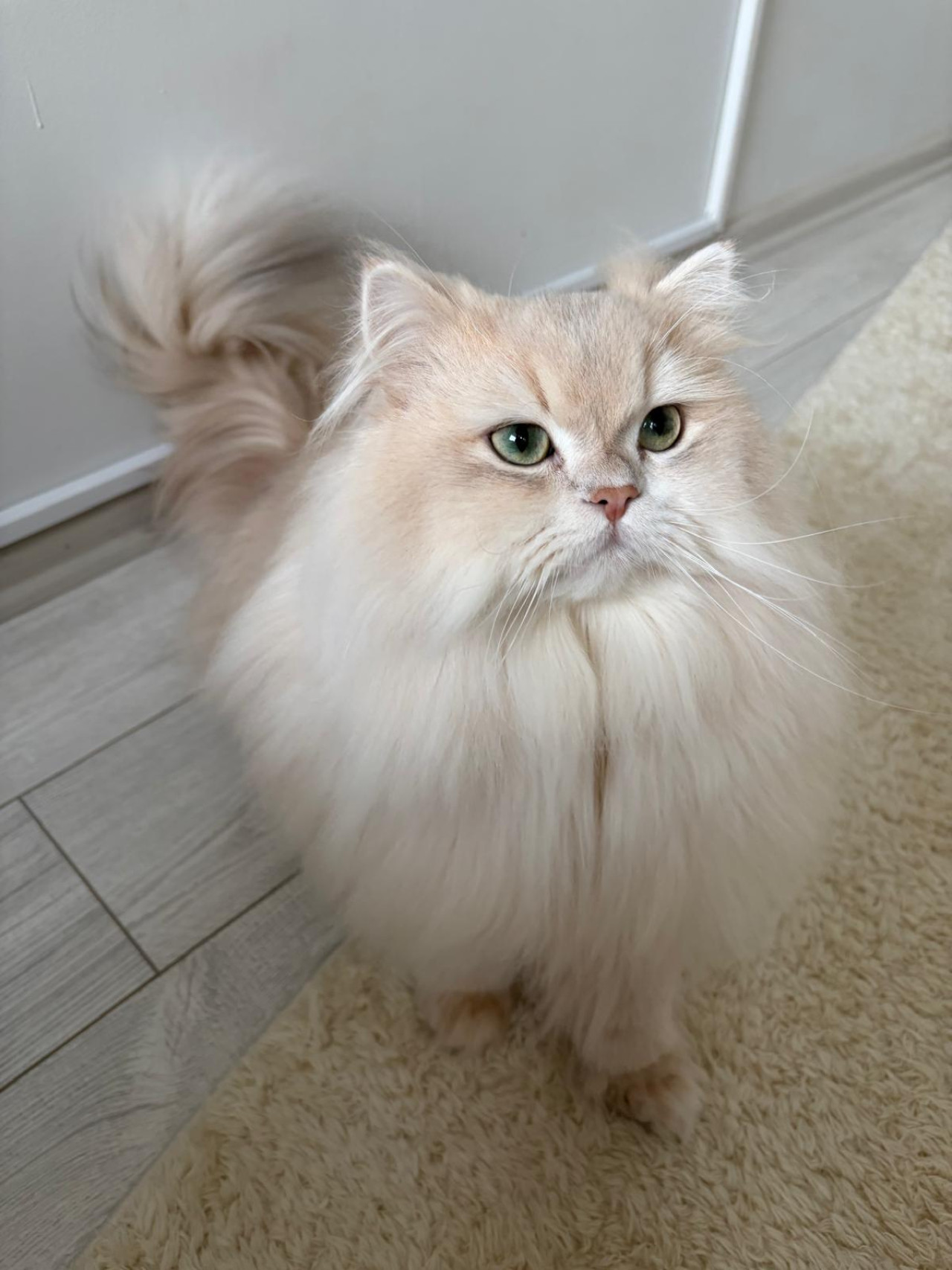 Şecereli Blue Golden Shaded (Ay12) Oğluma Eş Arıyoruz 6