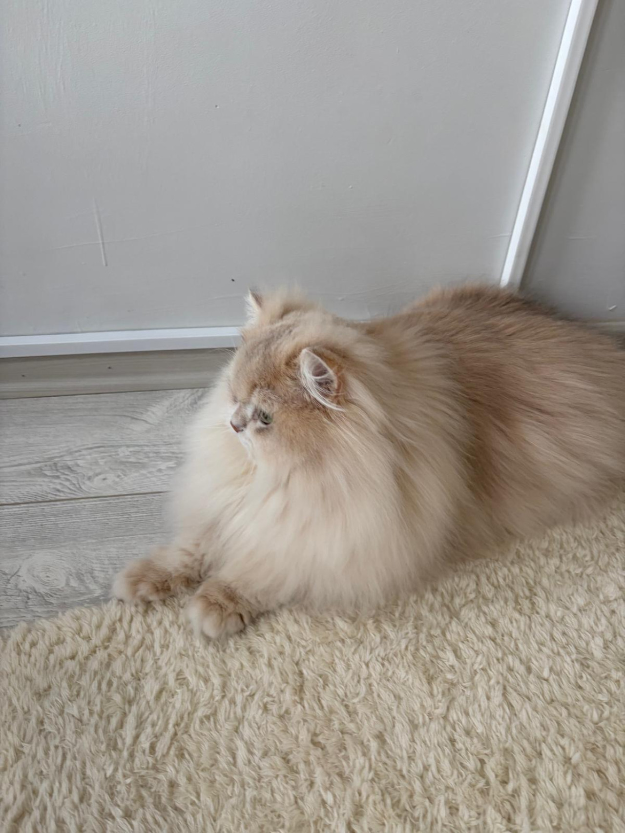 Şecereli Blue Golden Shaded (Ay12) Oğluma Eş Arıyoruz 7