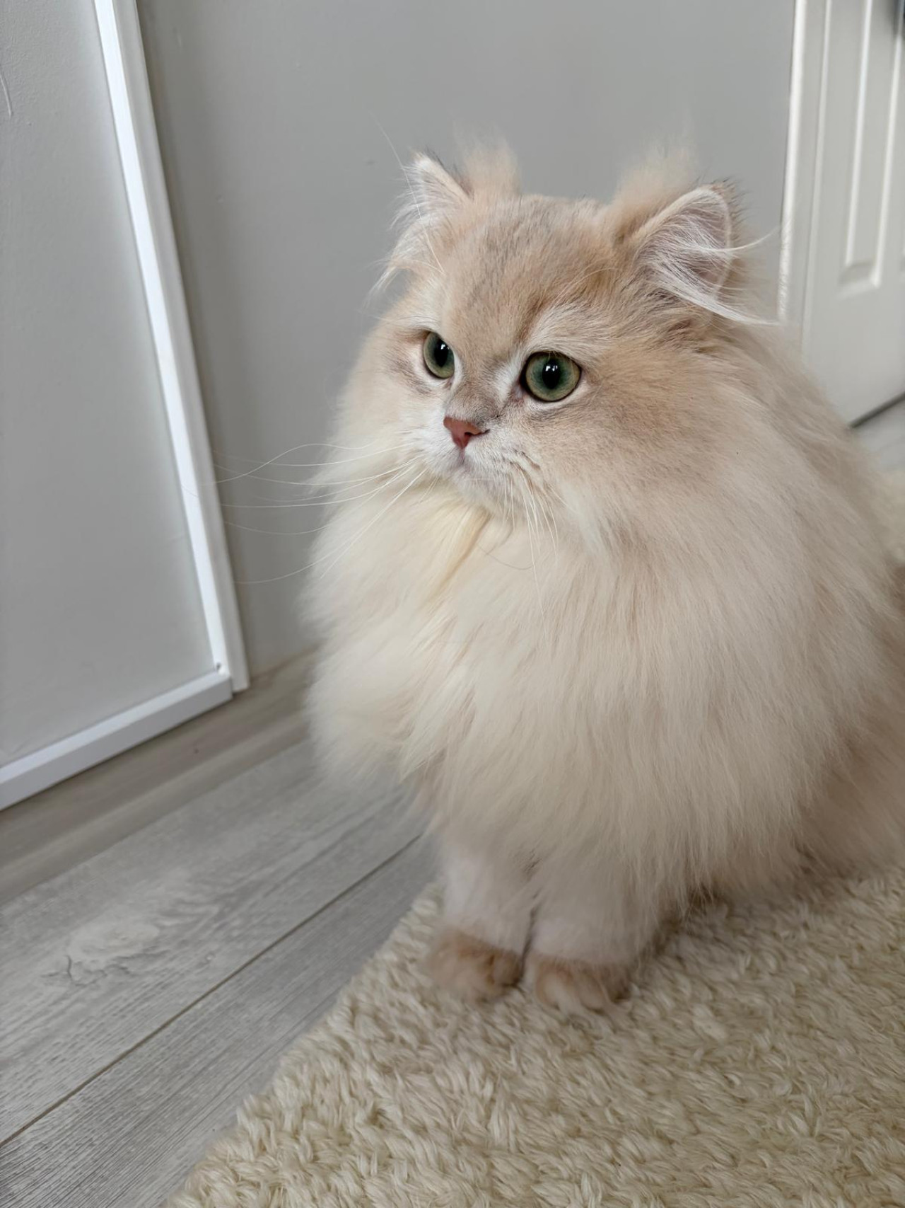 Şecereli Blue Golden Shaded (Ay12) Oğluma Eş Arıyoruz 4