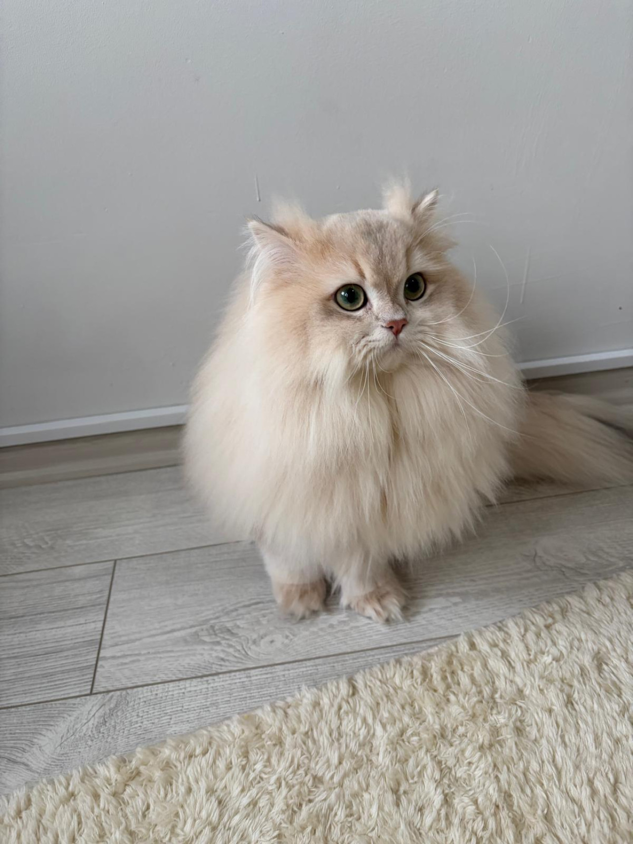 Şecereli Blue Golden Shaded (Ay12) Oğluma Eş Arıyoruz 8