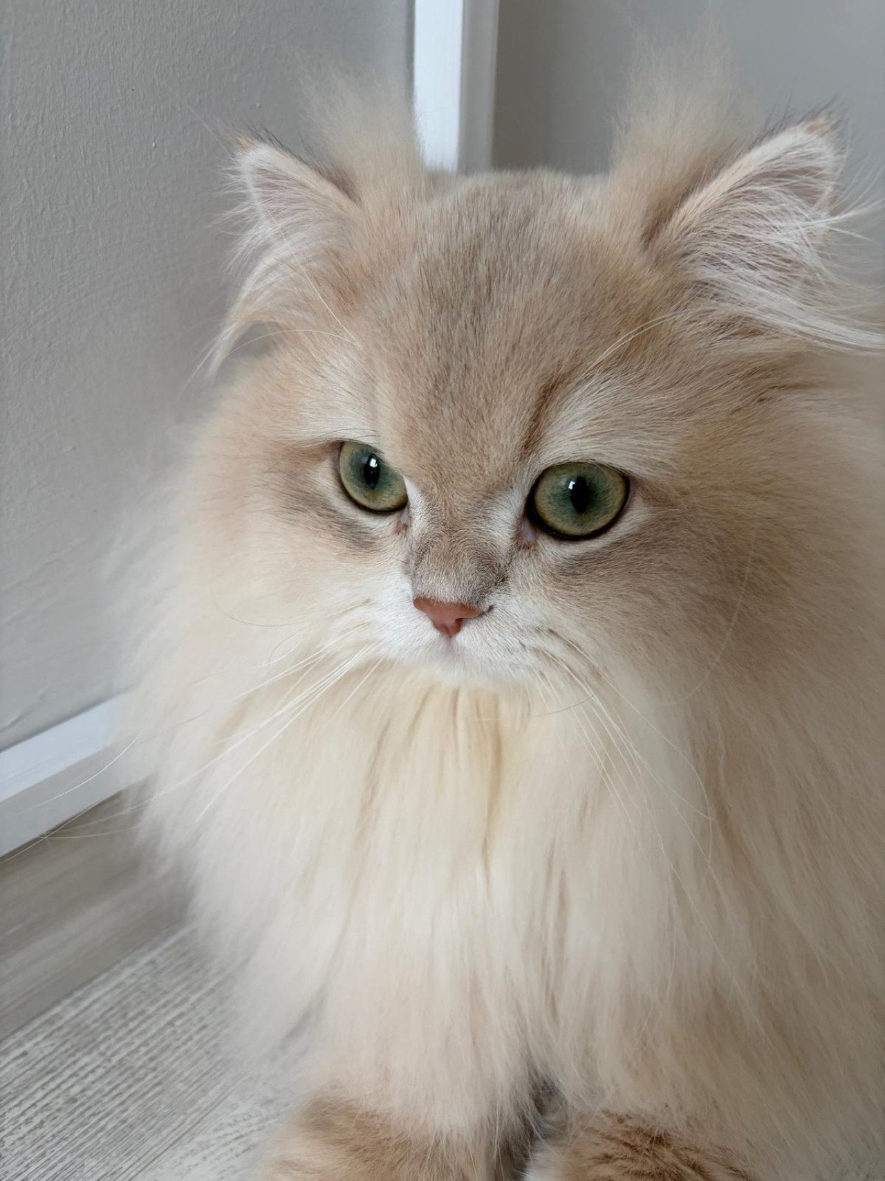 Şecereli Blue Golden Shaded (Ay12) Oğluma Eş Arıyoruz 9