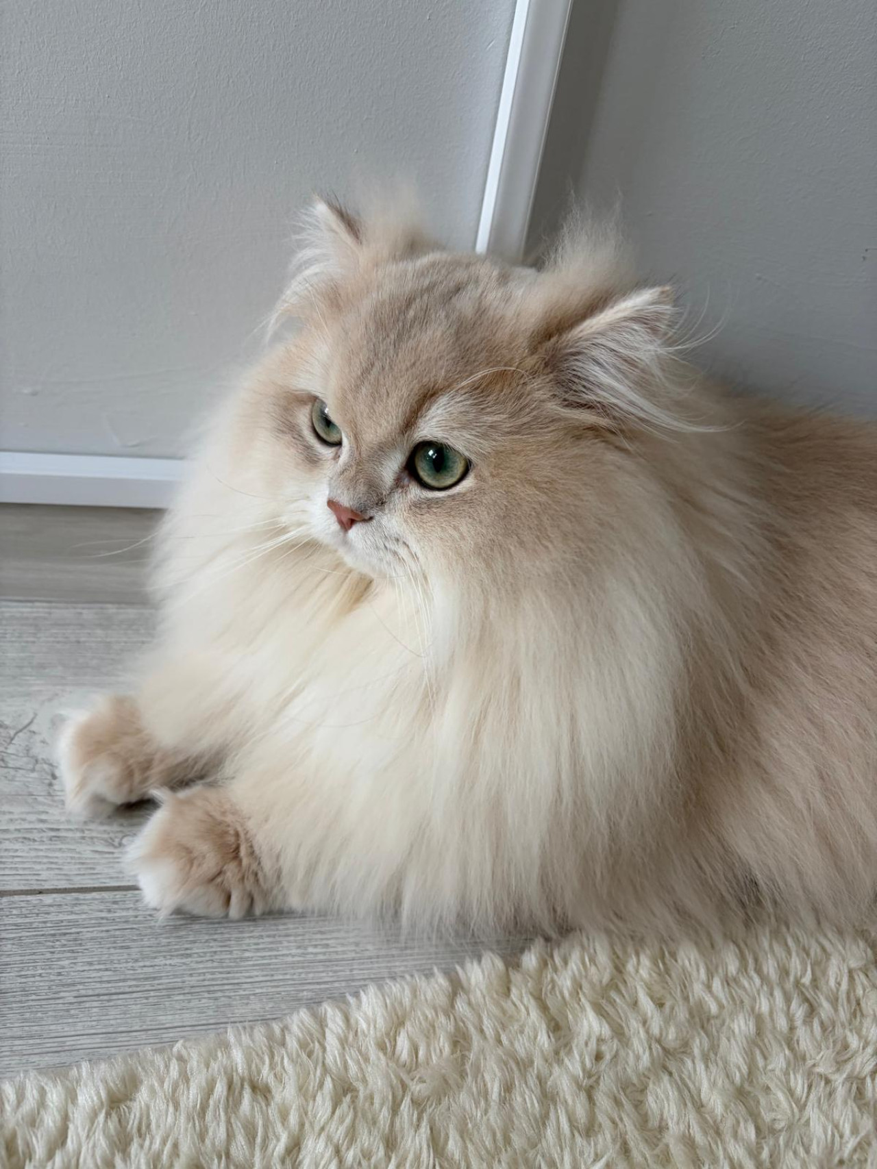 Şecereli Blue Golden Shaded (Ay12) Oğluma Eş Arıyoruz 10