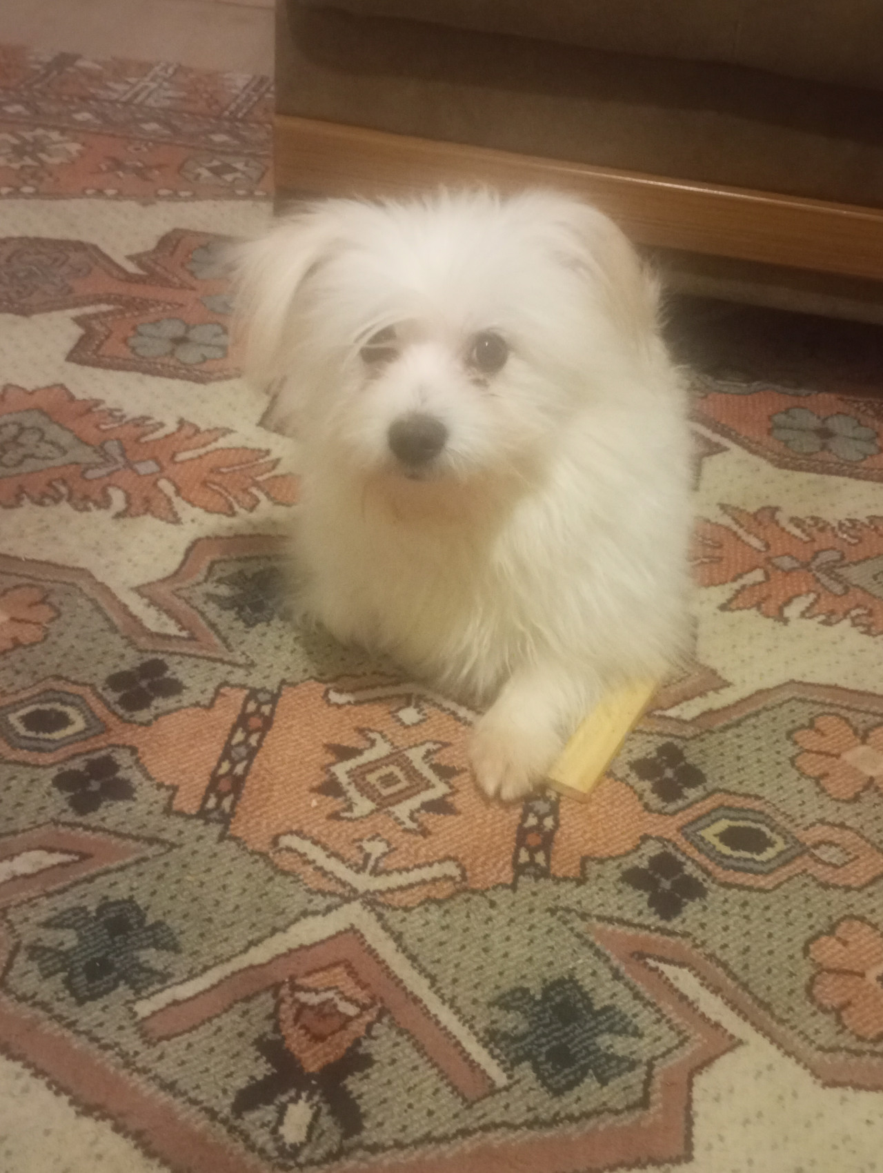 Oğluma eş ariyorum 2