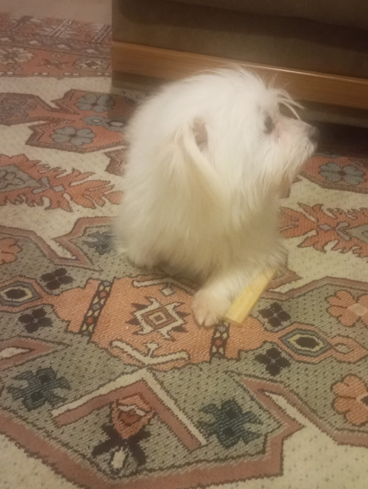 Oğluma eş ariyorum