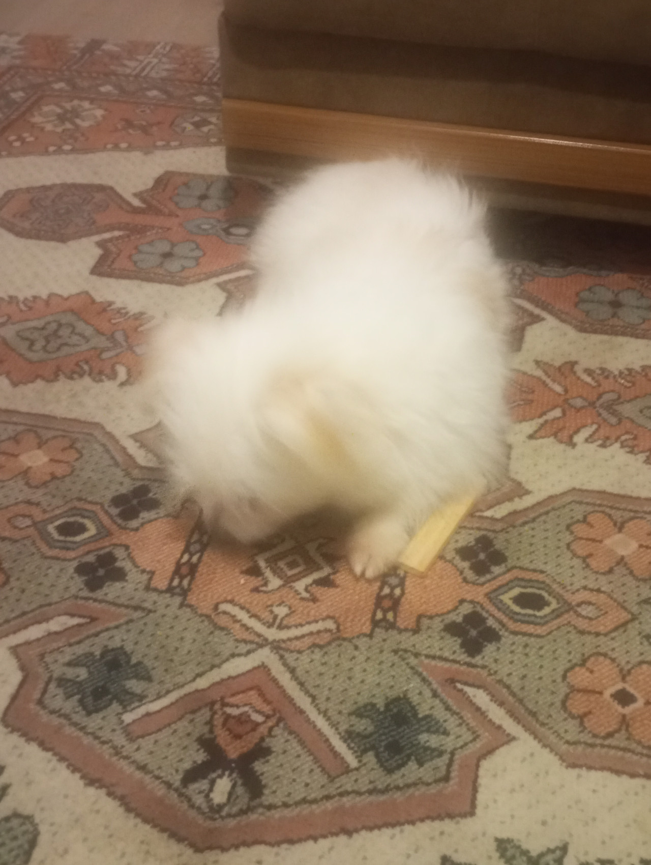 Oğluma eş ariyorum 3