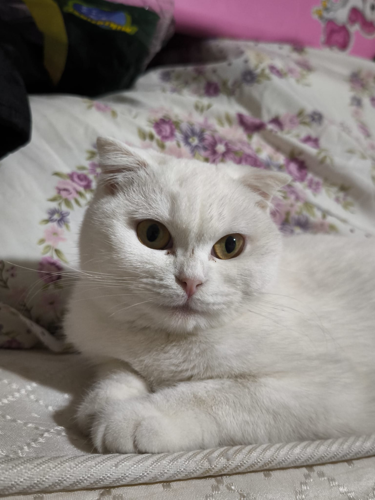 Kızımıza damat arıyoruz