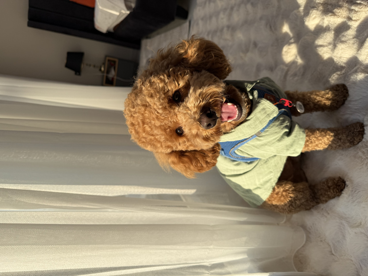 Aydın erkek Poodle 1,5 yaşında