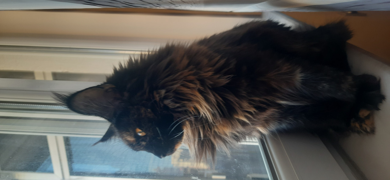 Erkek eş adayı Maine coon dişimize