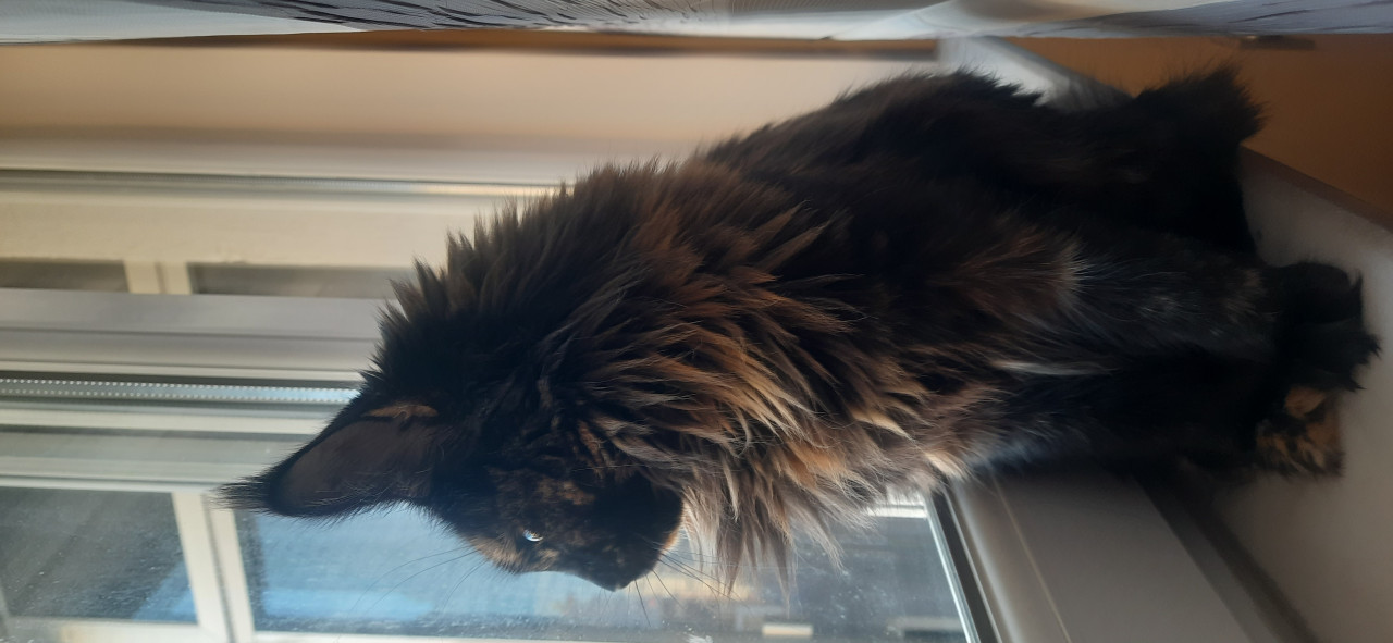 Erkek eş adayı Maine coon dişimize 2