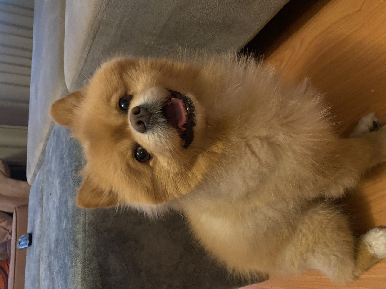 Çiftleştirmek için dişi arıyoruz