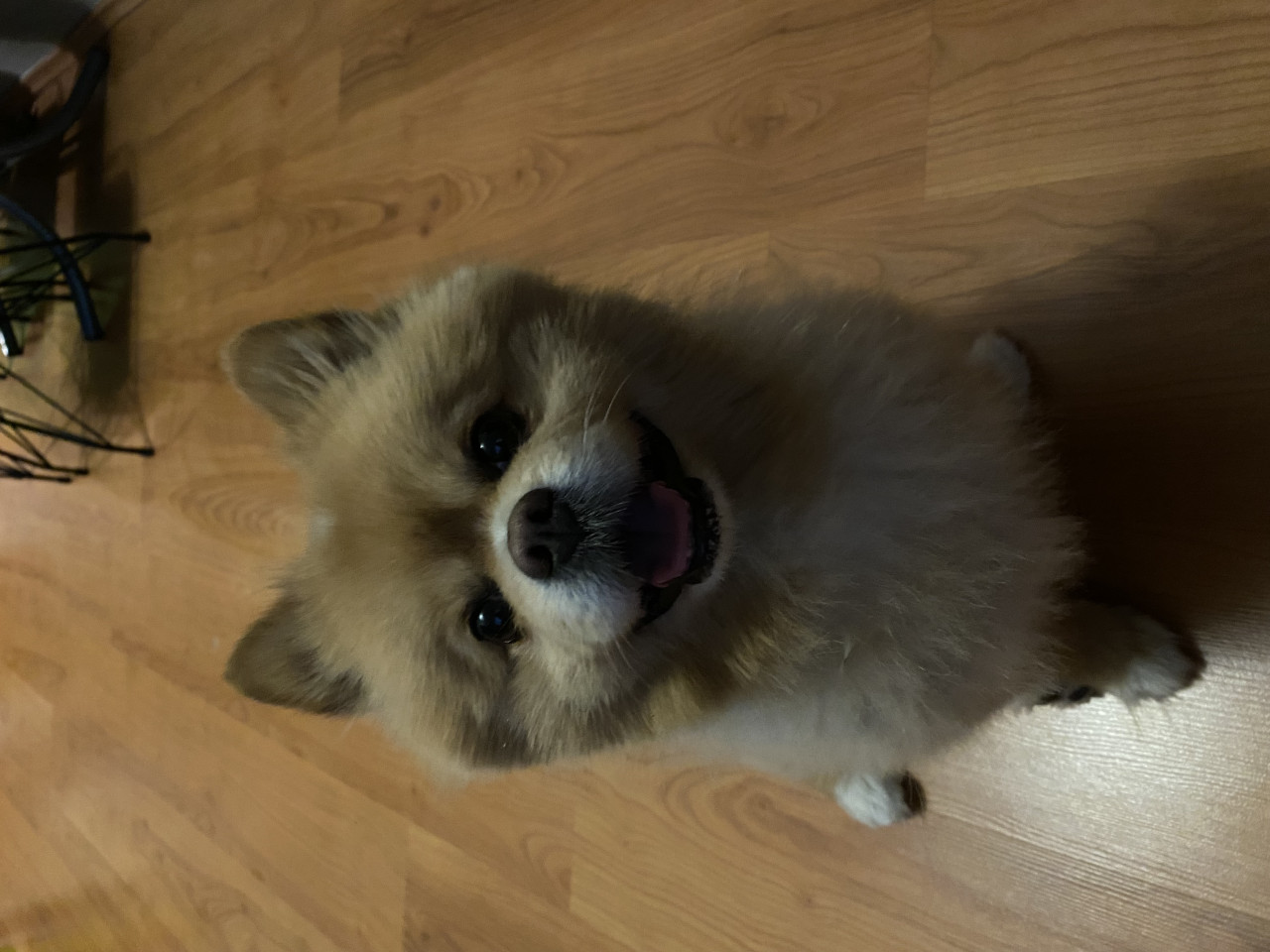 Çiftleştirmek için dişi arıyoruz 2