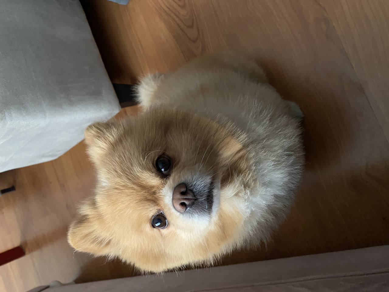 Çiftleştirmek için dişi arıyoruz 4