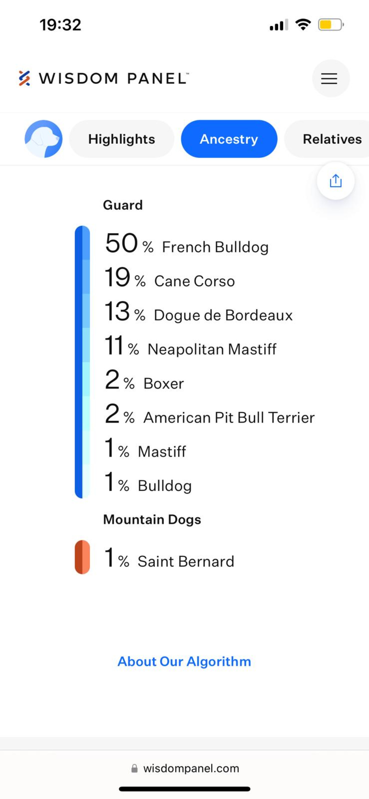 Fransız bulldog x King Cane Corso mix