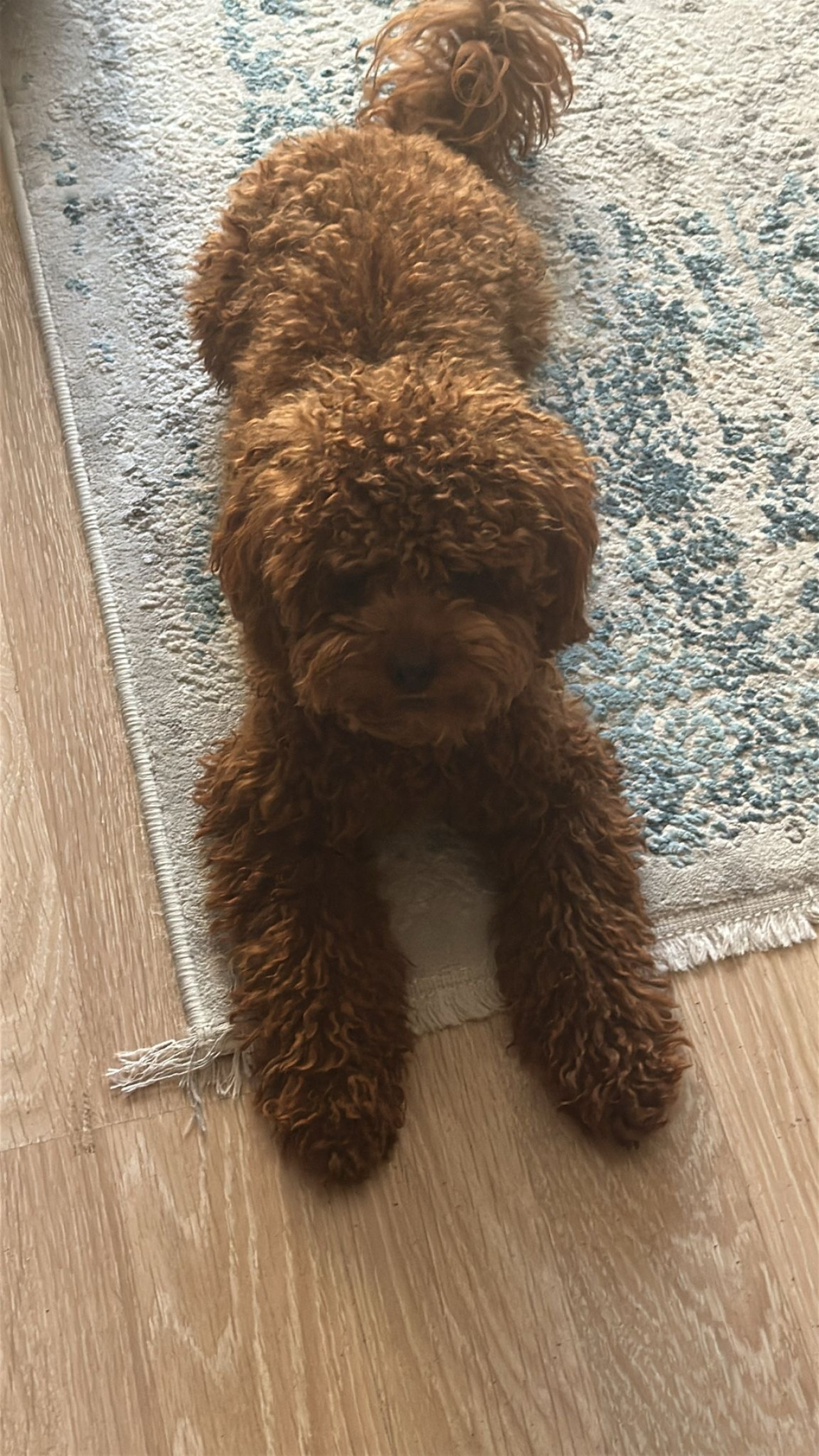 Dişi eş arıyoruz ☺️ 2