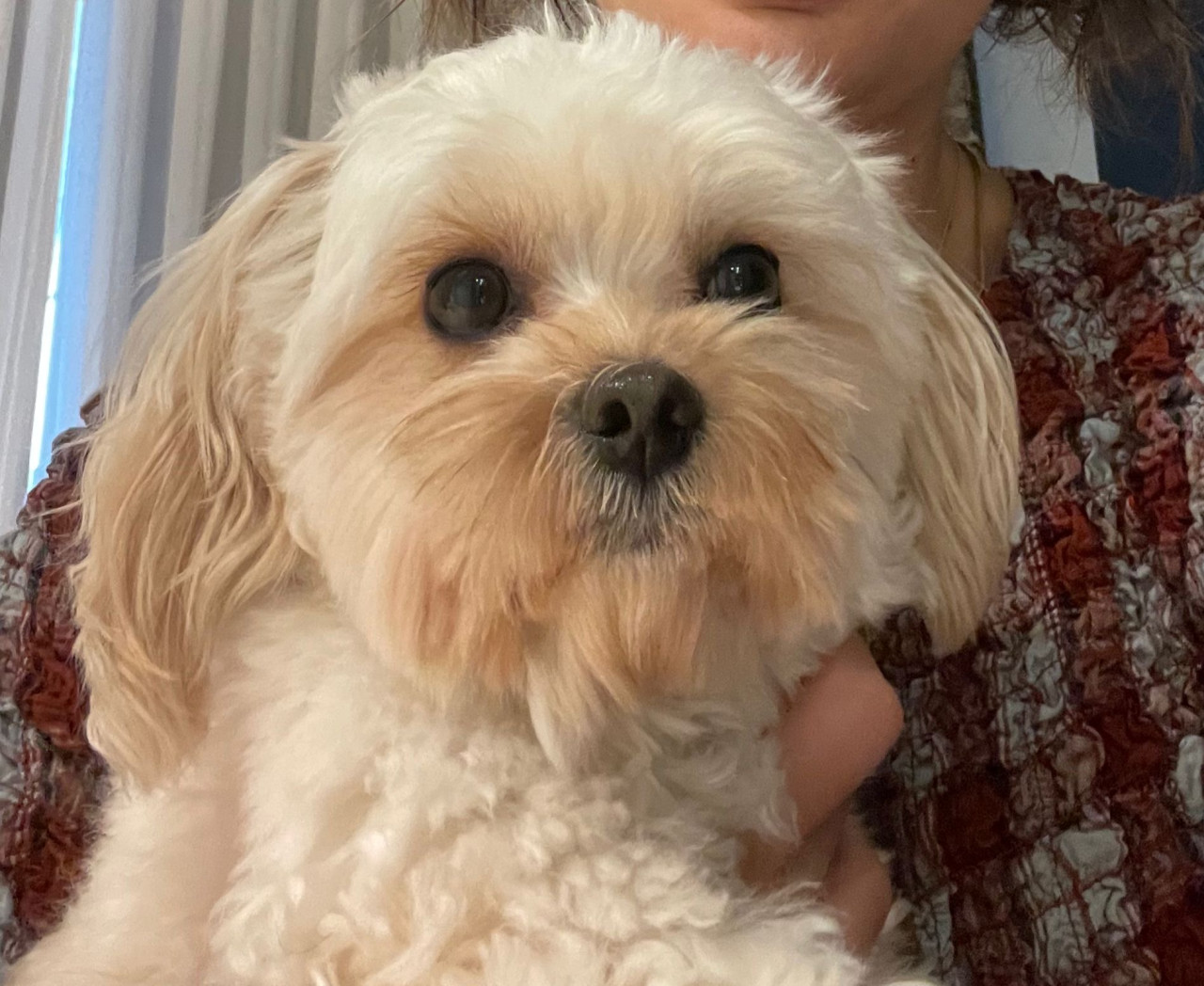 Morkie Poodle oğlumuza eş arıyoruz.