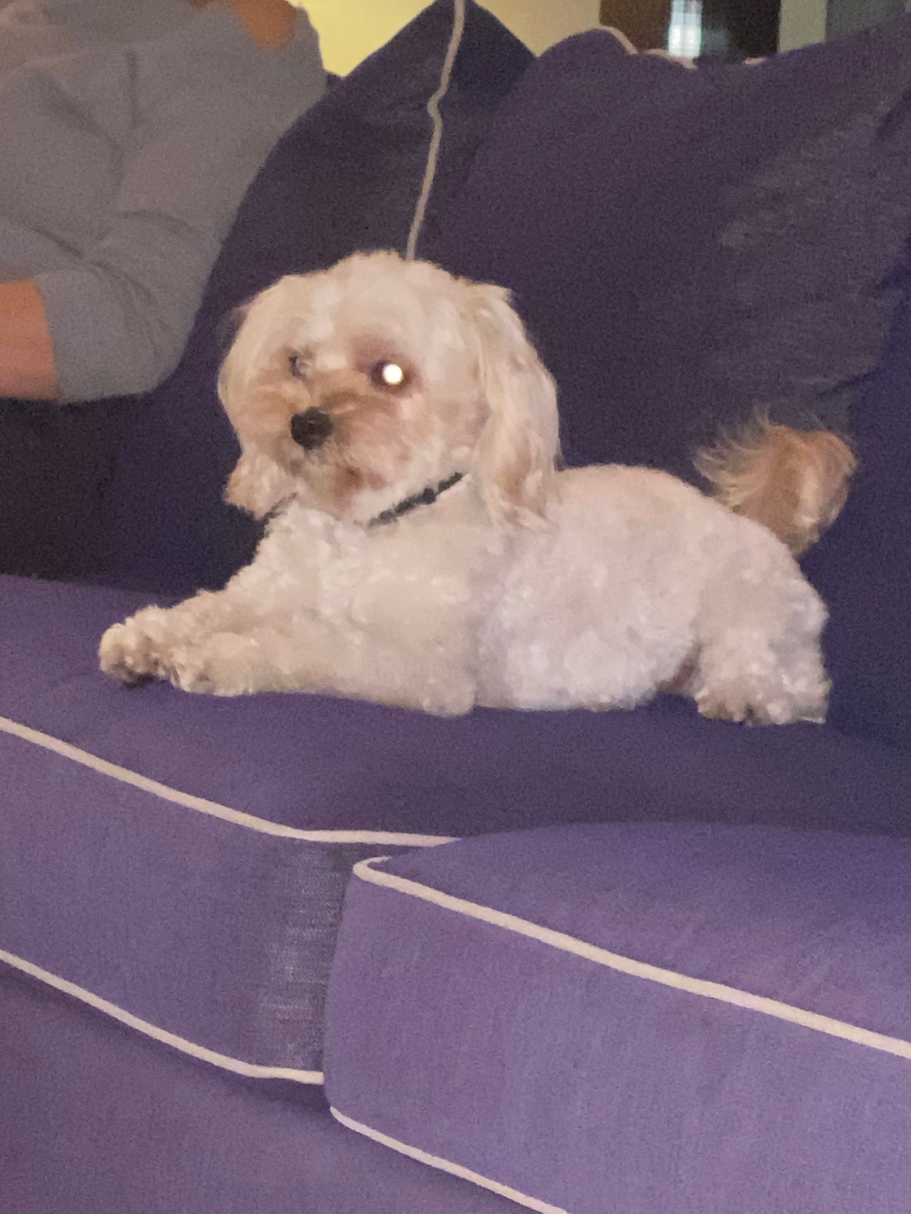 Morkie Poodle oğlumuza eş arıyoruz. 2