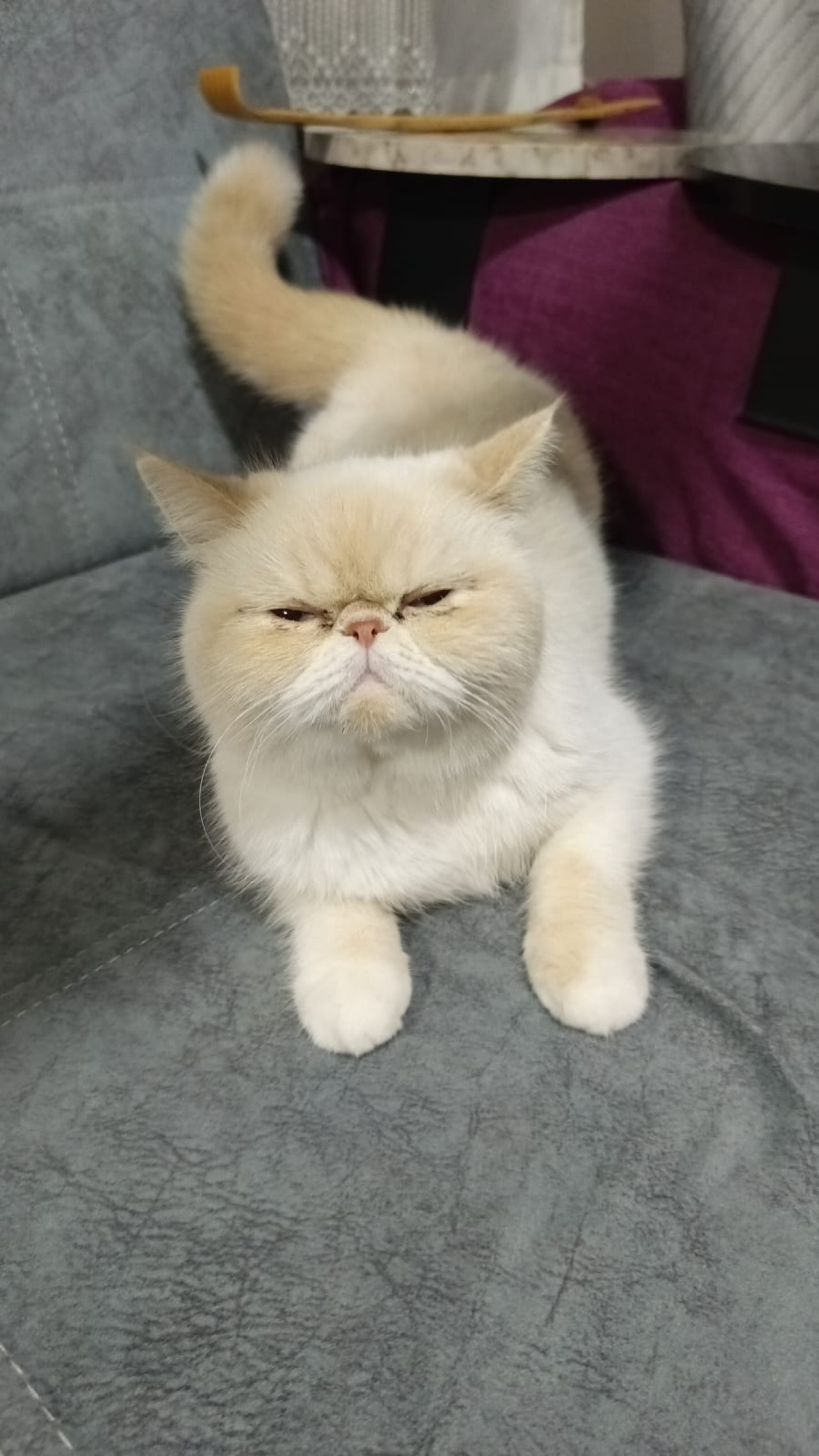 Exotic shorthair 2