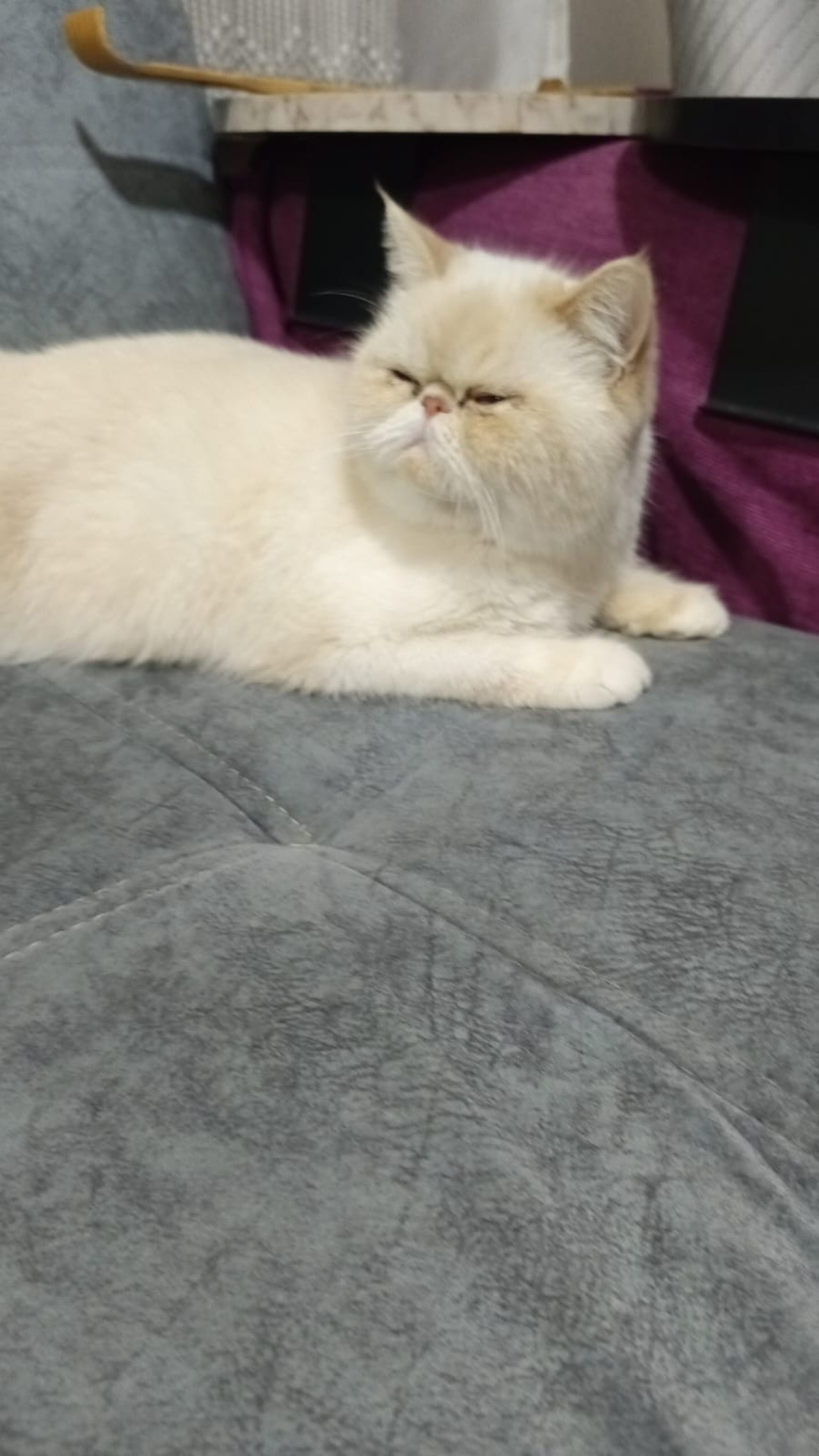 Exotic shorthair 3