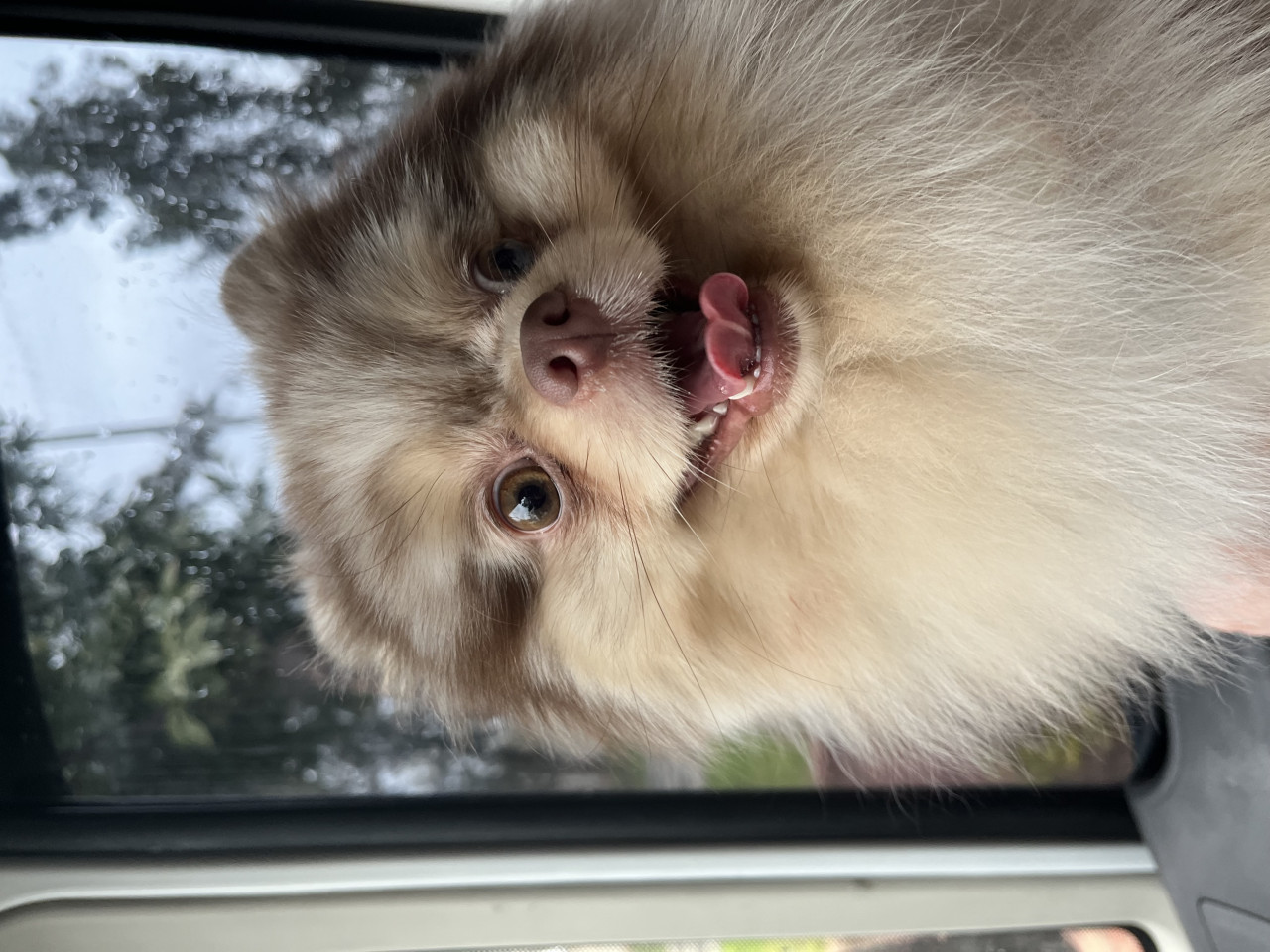 Sağlıklı Erkek Merle Pomeranian Pars İçin Dişi Eş Arıyoruz