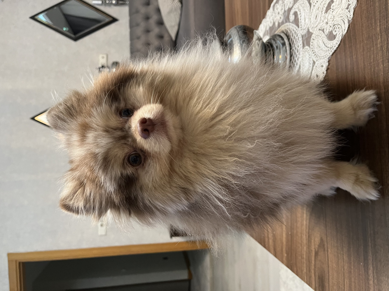 Sağlıklı Erkek Merle Pomeranian Pars İçin Dişi Eş Arıyoruz 3