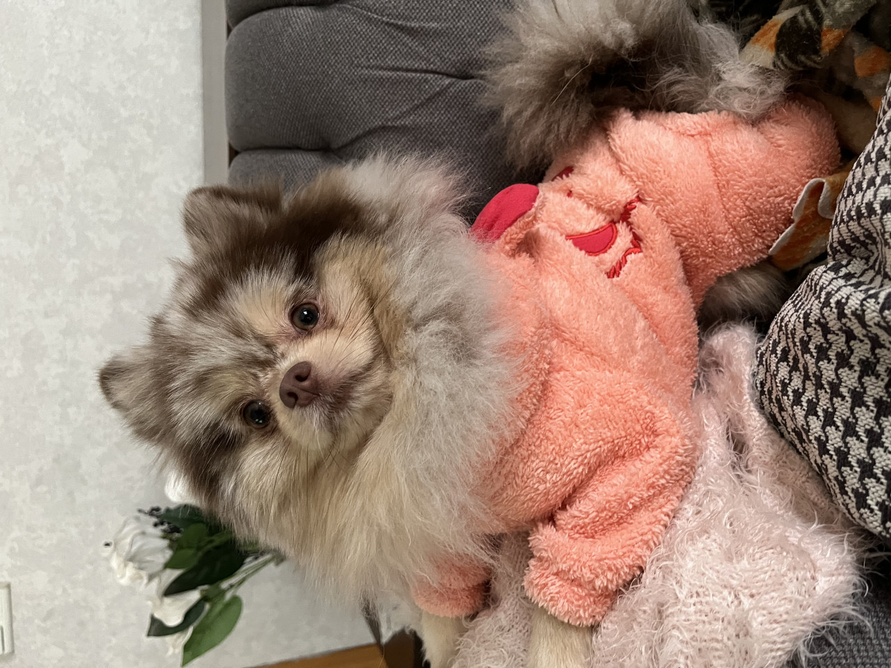 Sağlıklı Erkek Merle Pomeranian Pars İçin Dişi Eş Arıyoruz 4