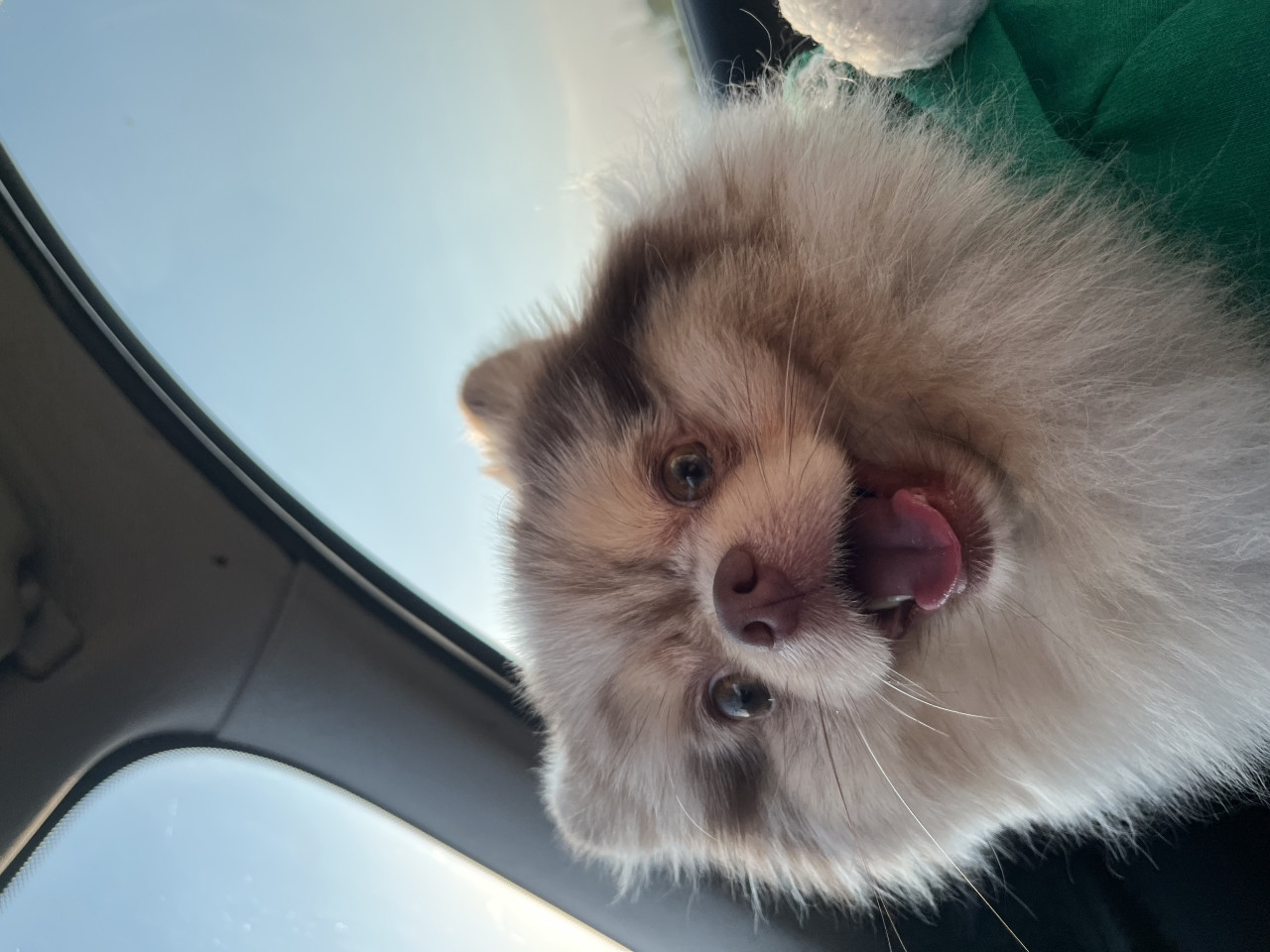 Sağlıklı Erkek Merle Pomeranian Pars İçin Dişi Eş Arıyoruz 5