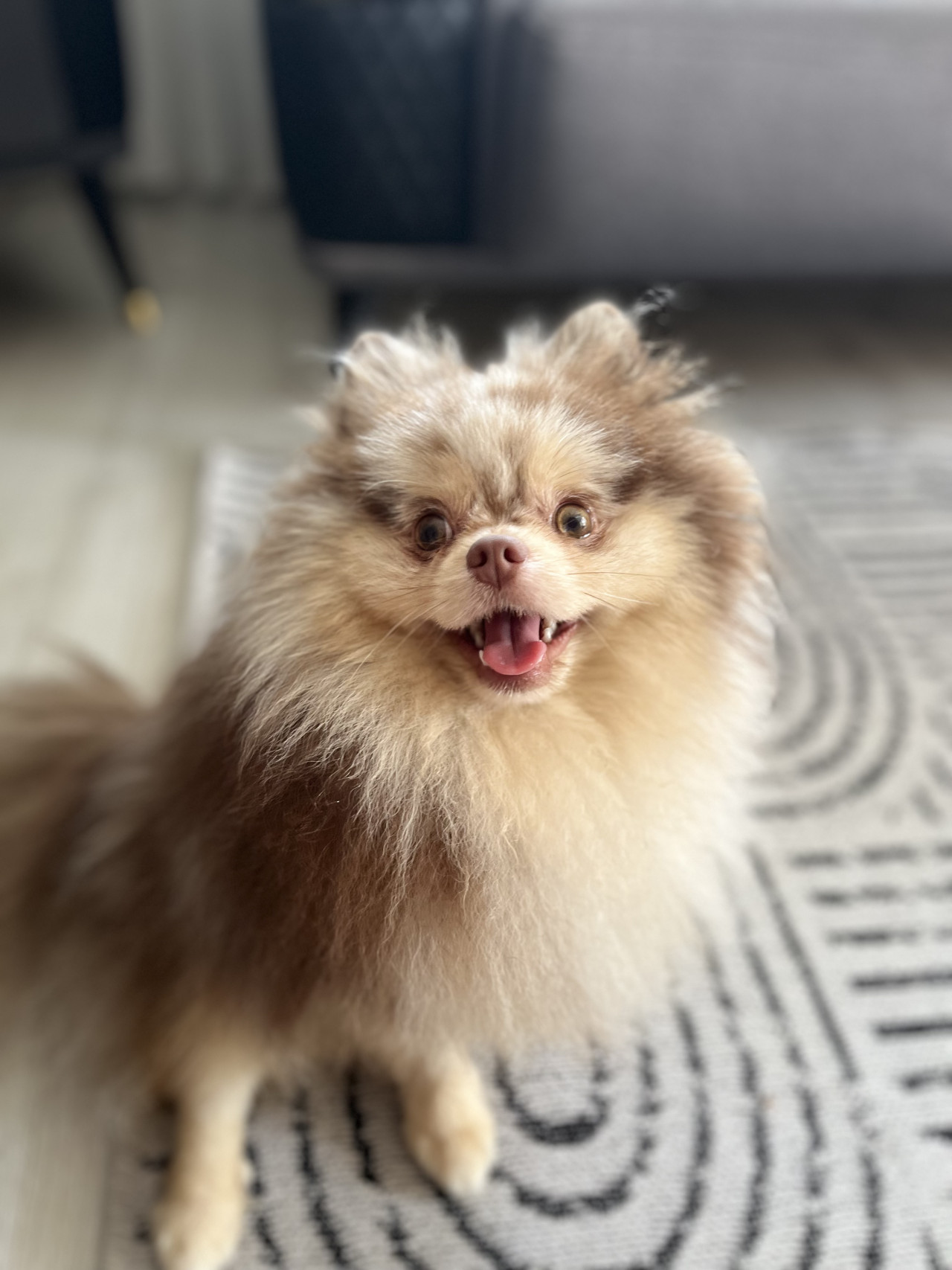 Sağlıklı Erkek Merle Pomeranian Pars İçin Dişi Eş Arıyoruz 6