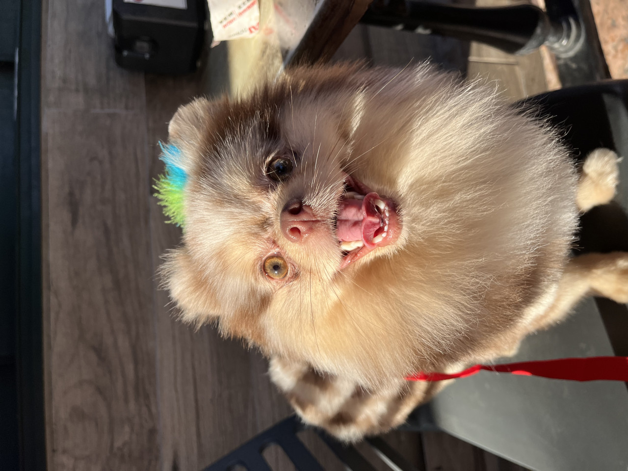 Sağlıklı Erkek Merle Pomeranian Pars İçin Dişi Eş Arıyoruz 8