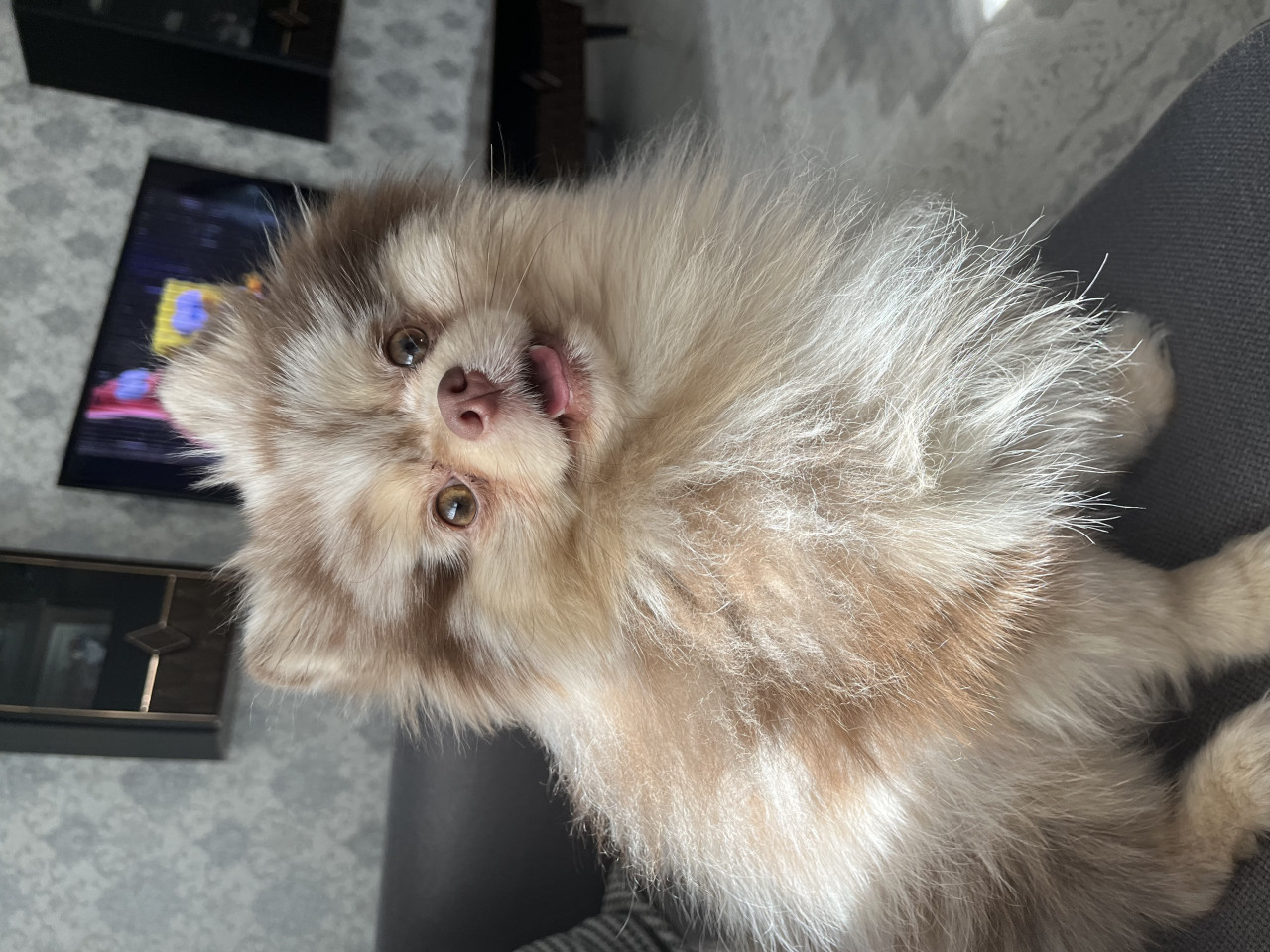 Sağlıklı Erkek Merle Pomeranian Pars İçin Dişi Eş Arıyoruz 9