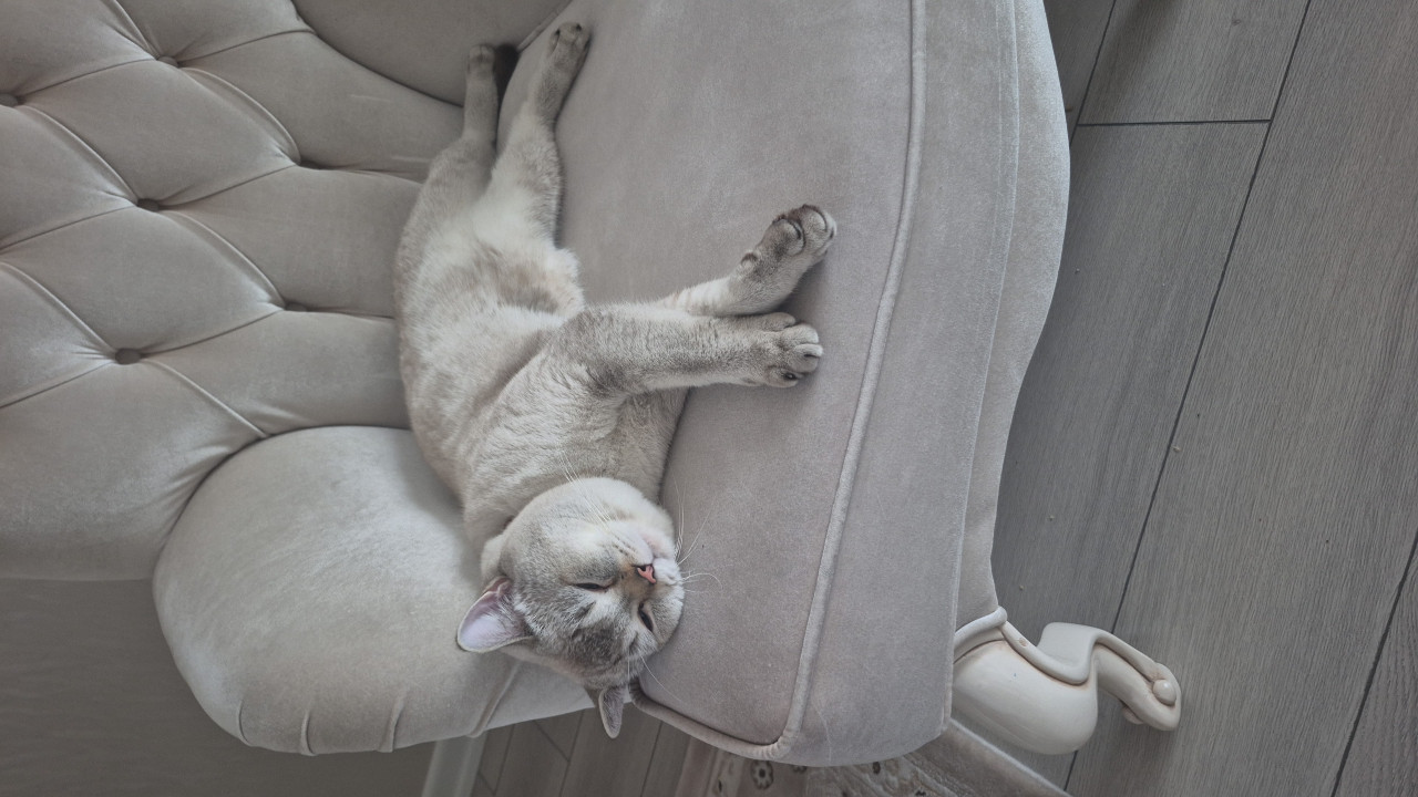 British Blue point oğluma eş arıyorum 1